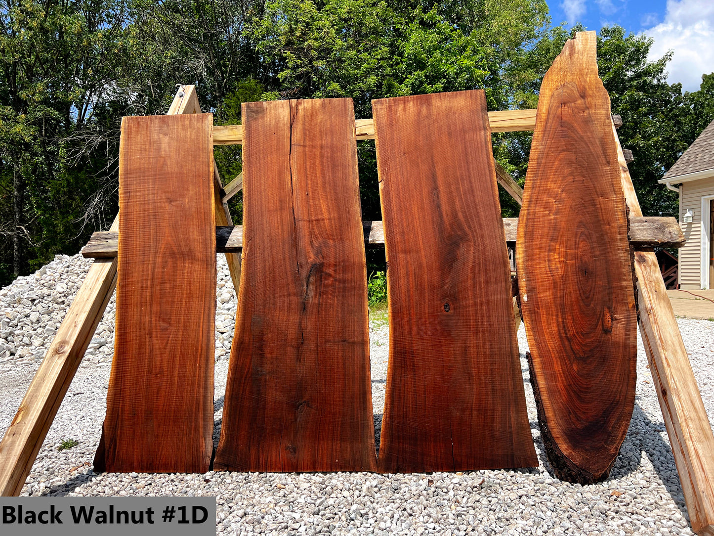 Black Walnut #1D