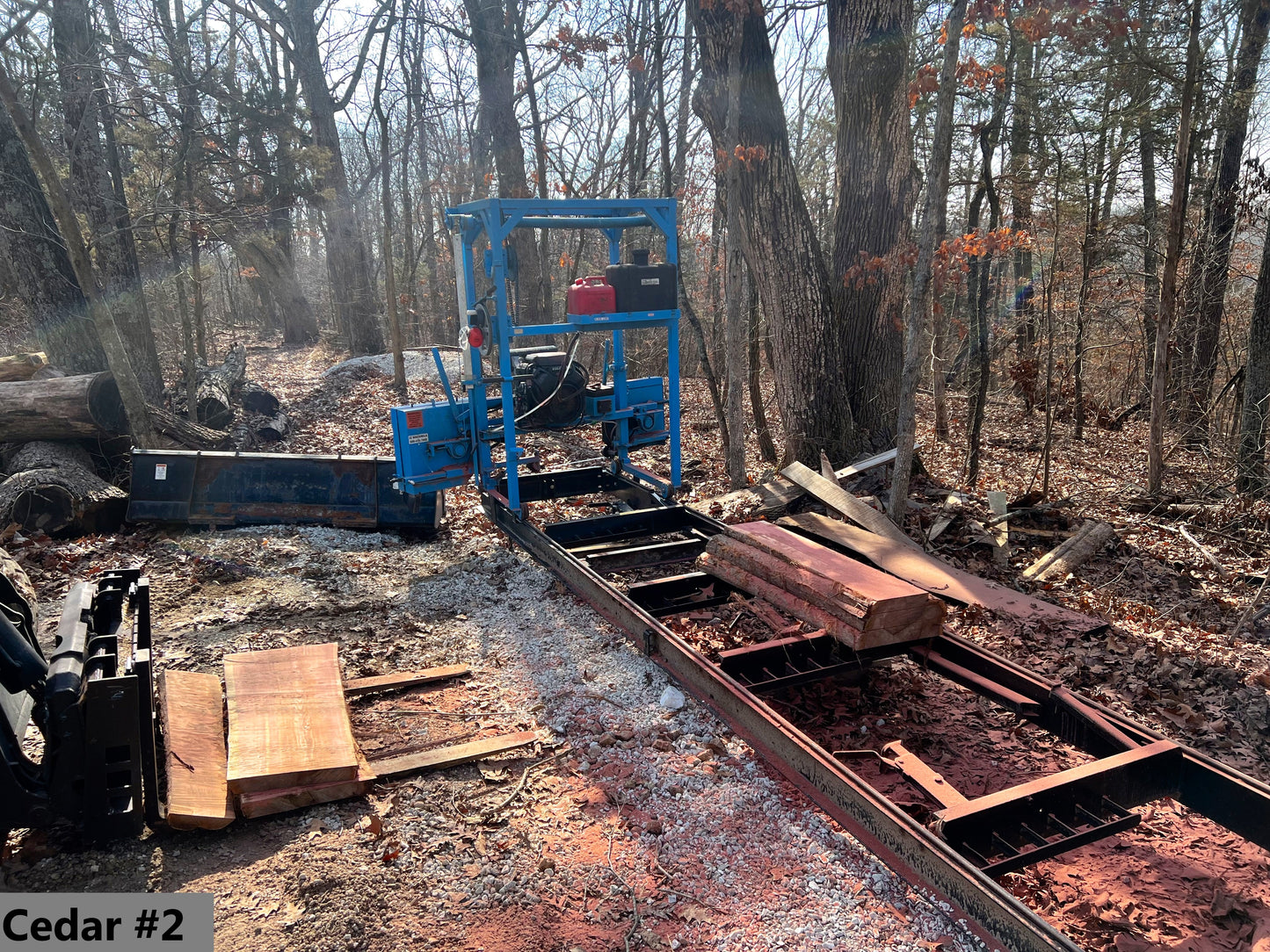 Cedar #2