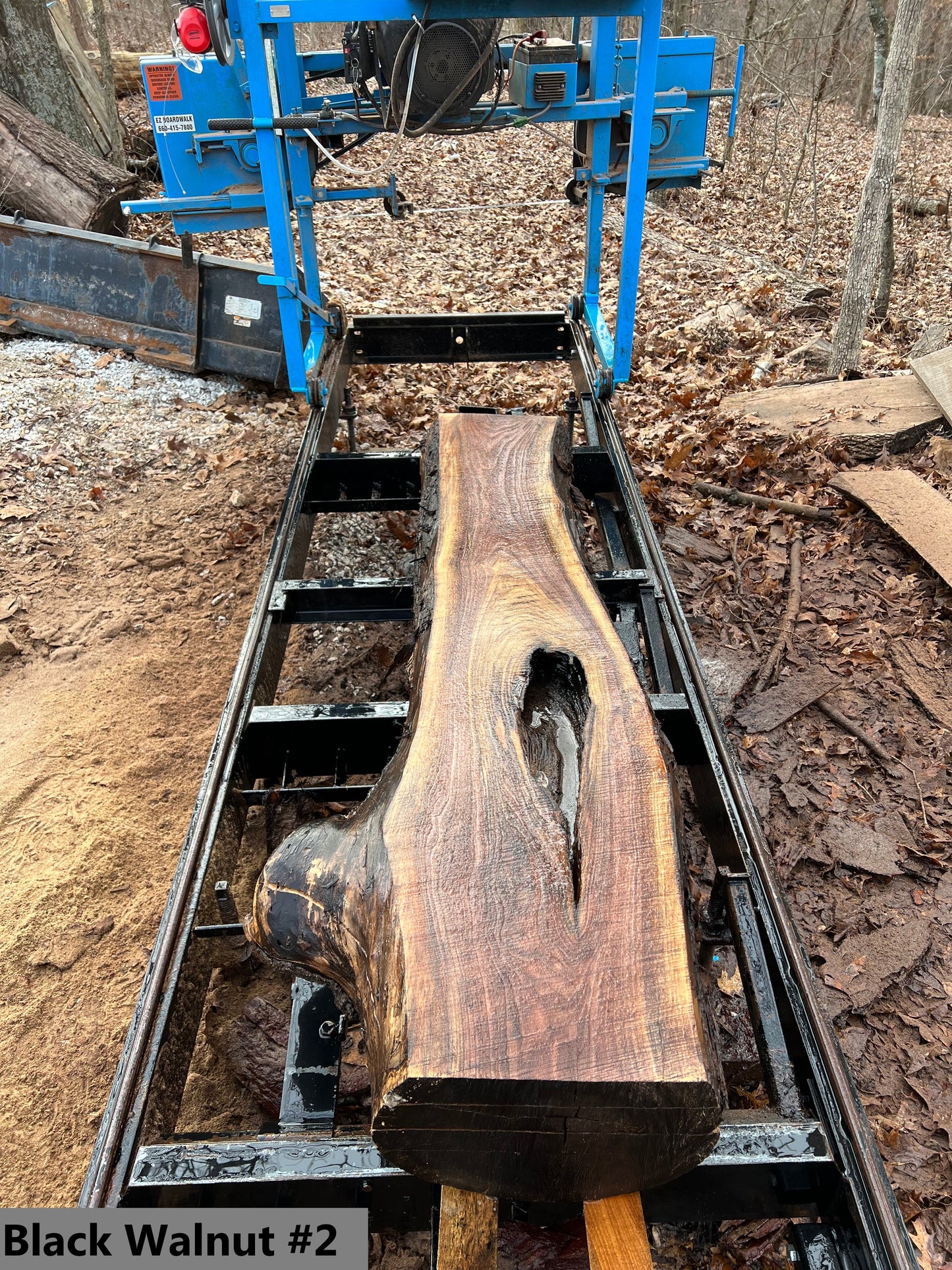 Black Walnut #2