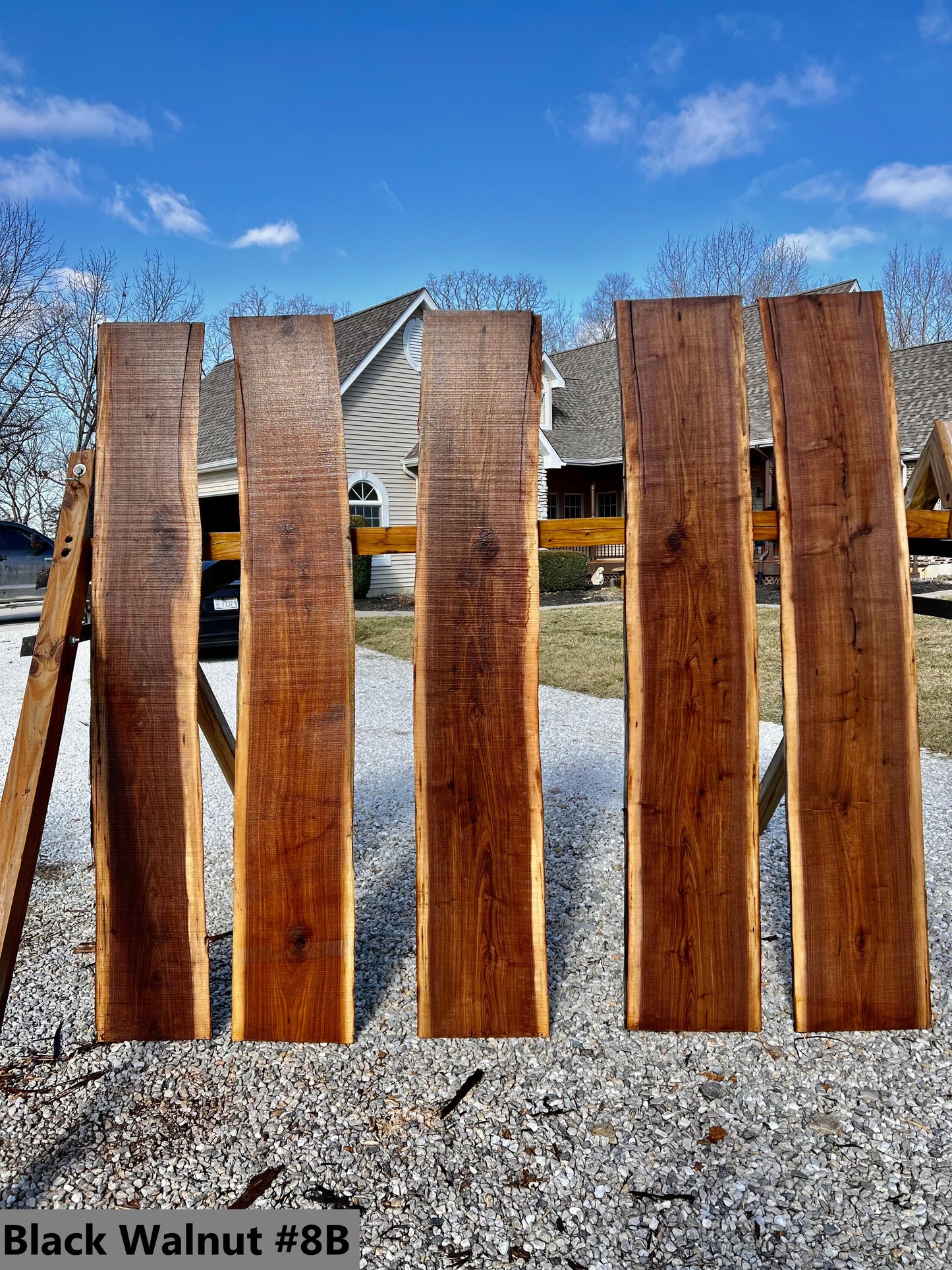 Black Walnut #8B