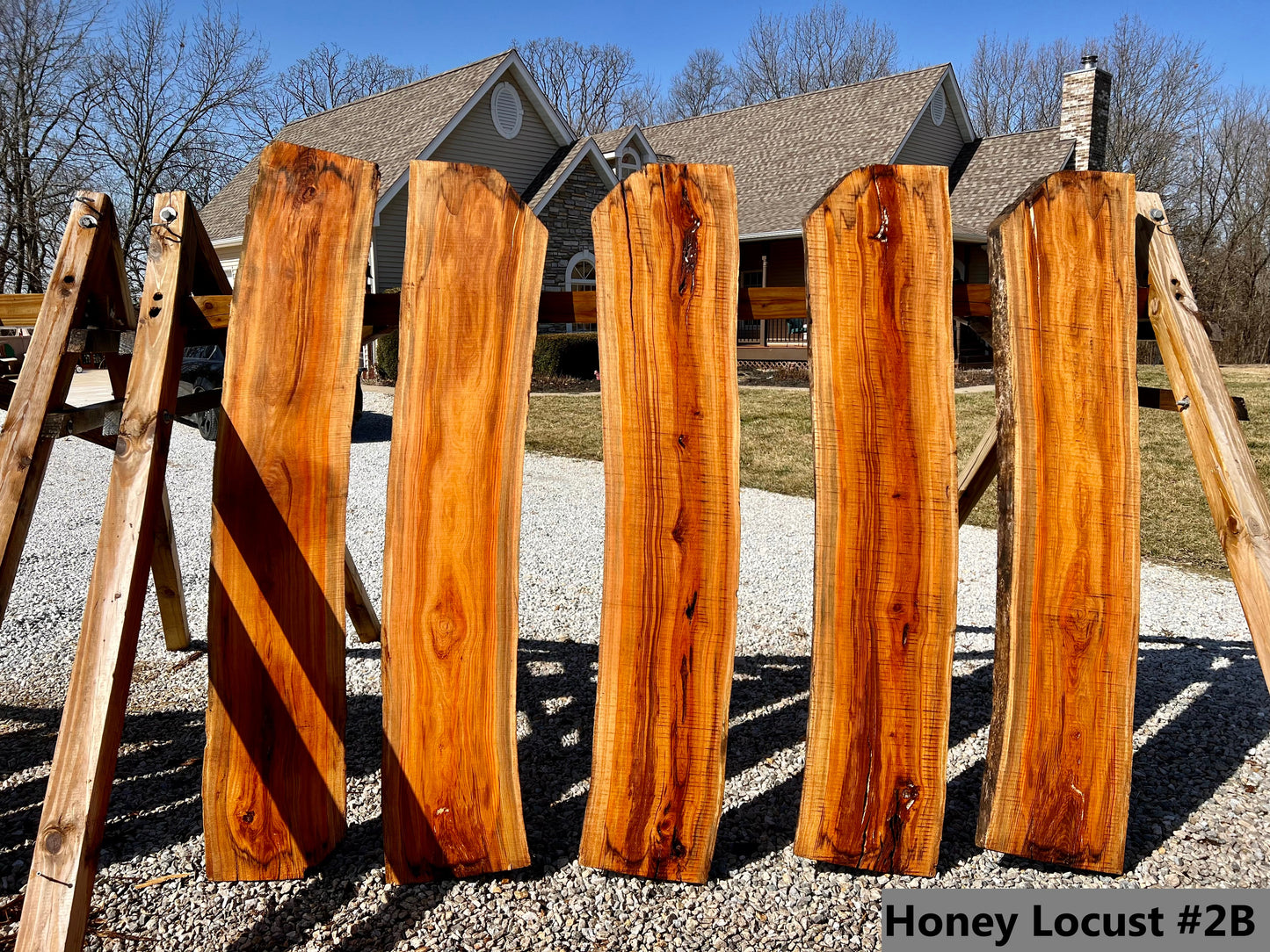 Honey Locust #2B