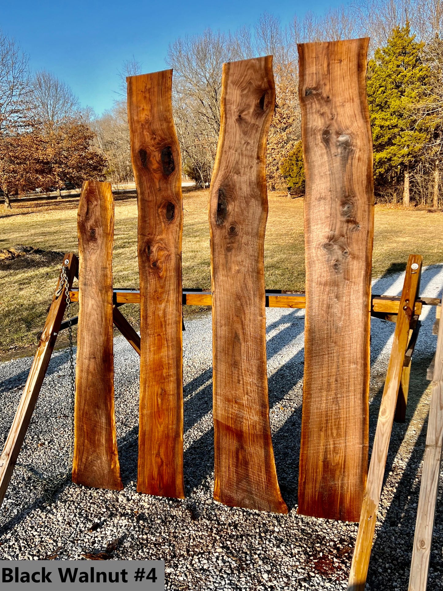 Black Walnut #4