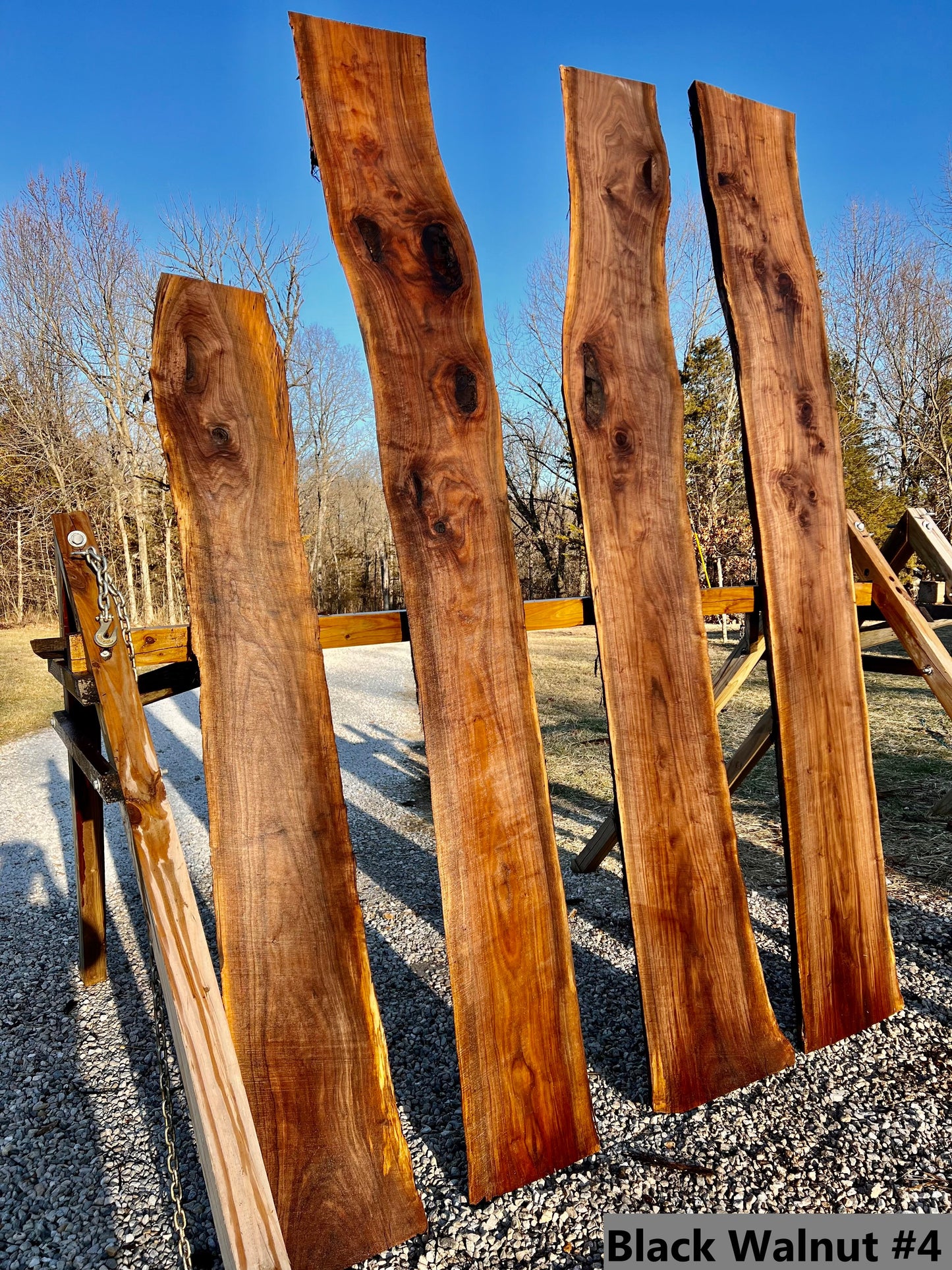 Black Walnut #4