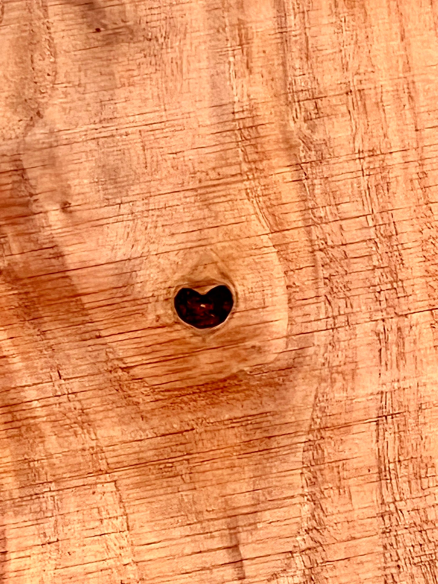 Black Walnut #4