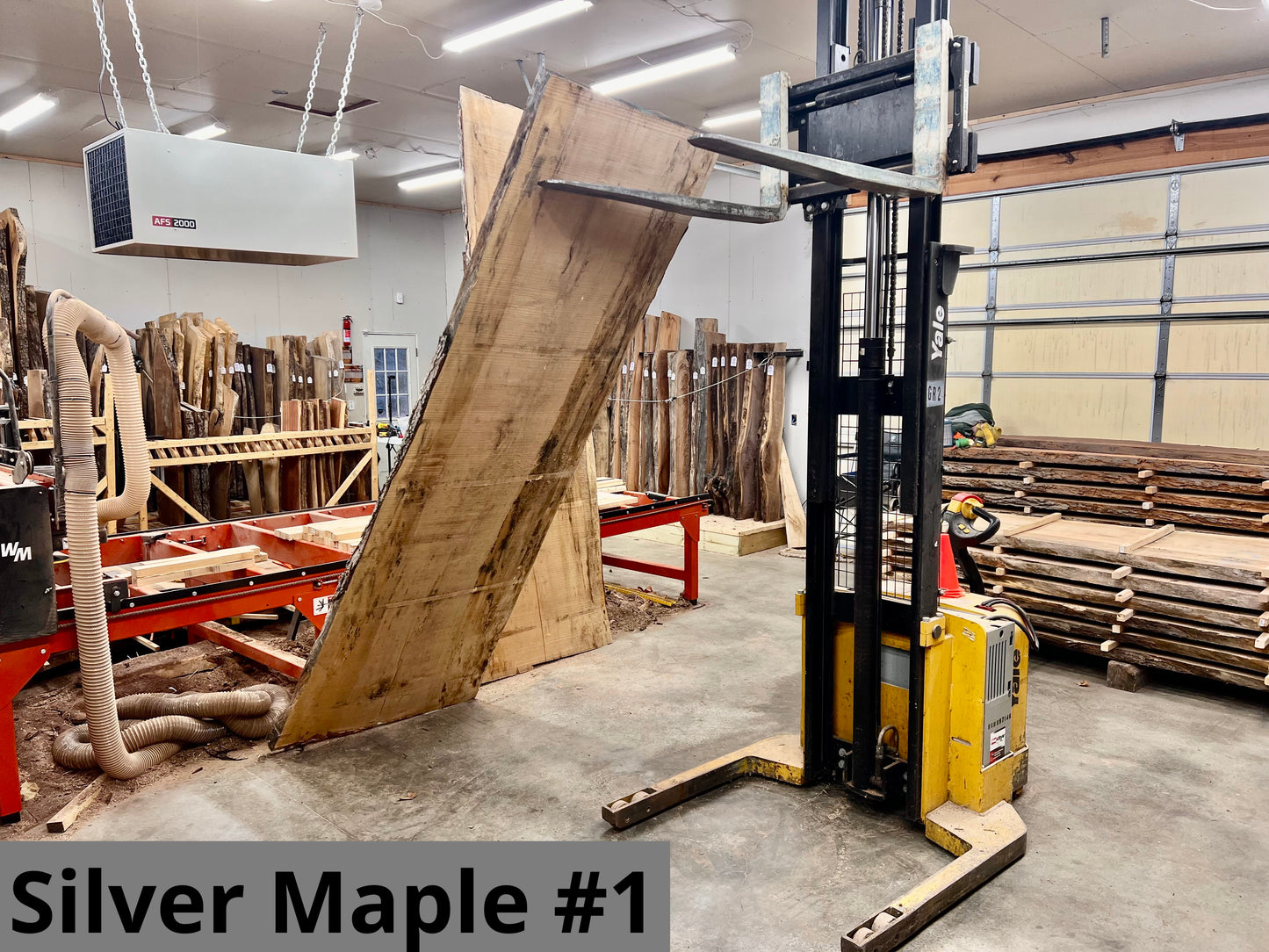Silver Maple #1