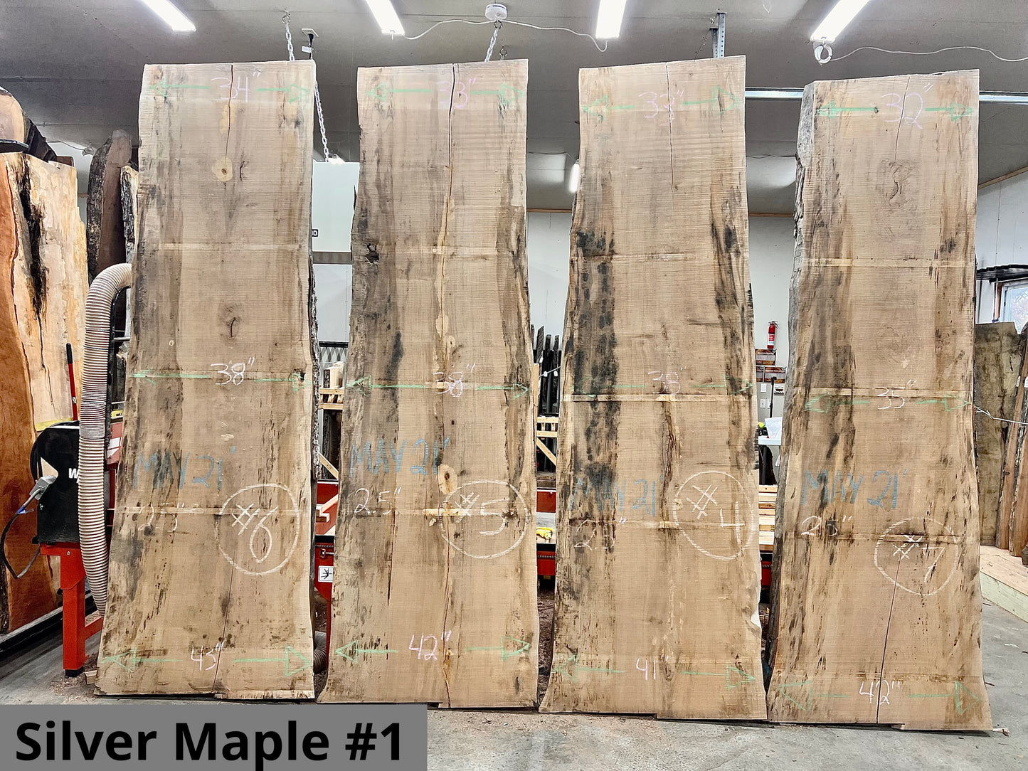 Silver Maple #1