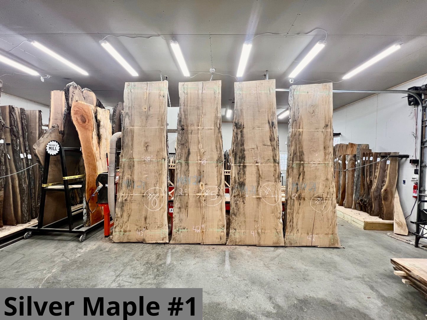 Silver Maple #1