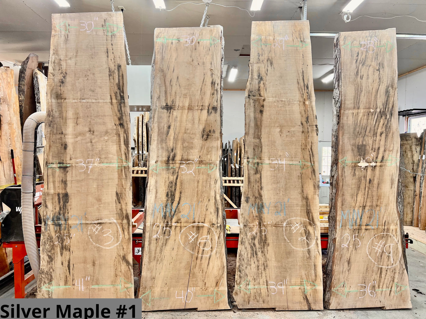 Silver Maple #1