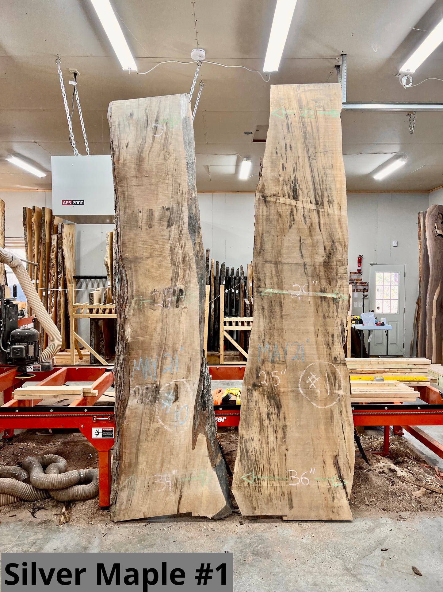 Silver Maple #1