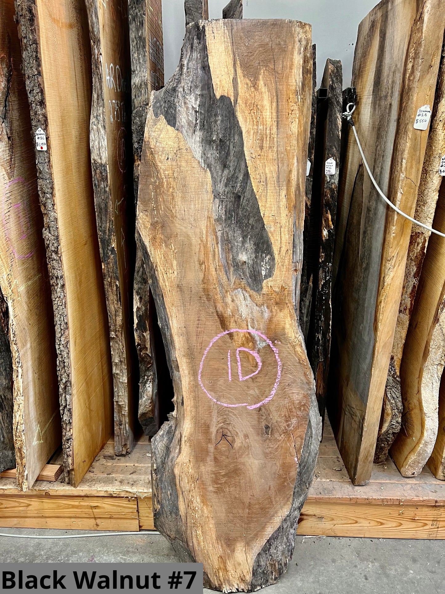 Black Walnut #7