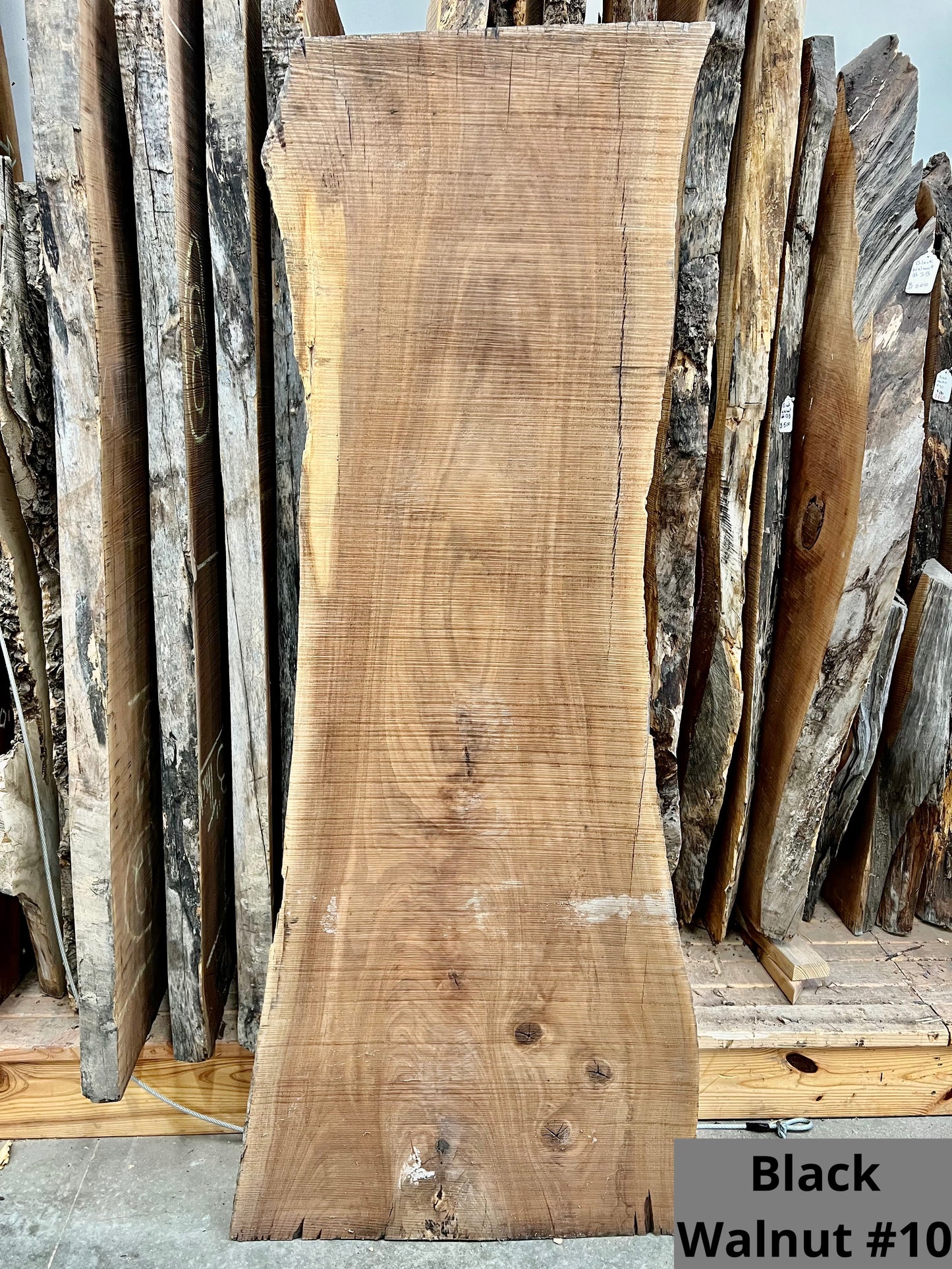 Black Walnut #10