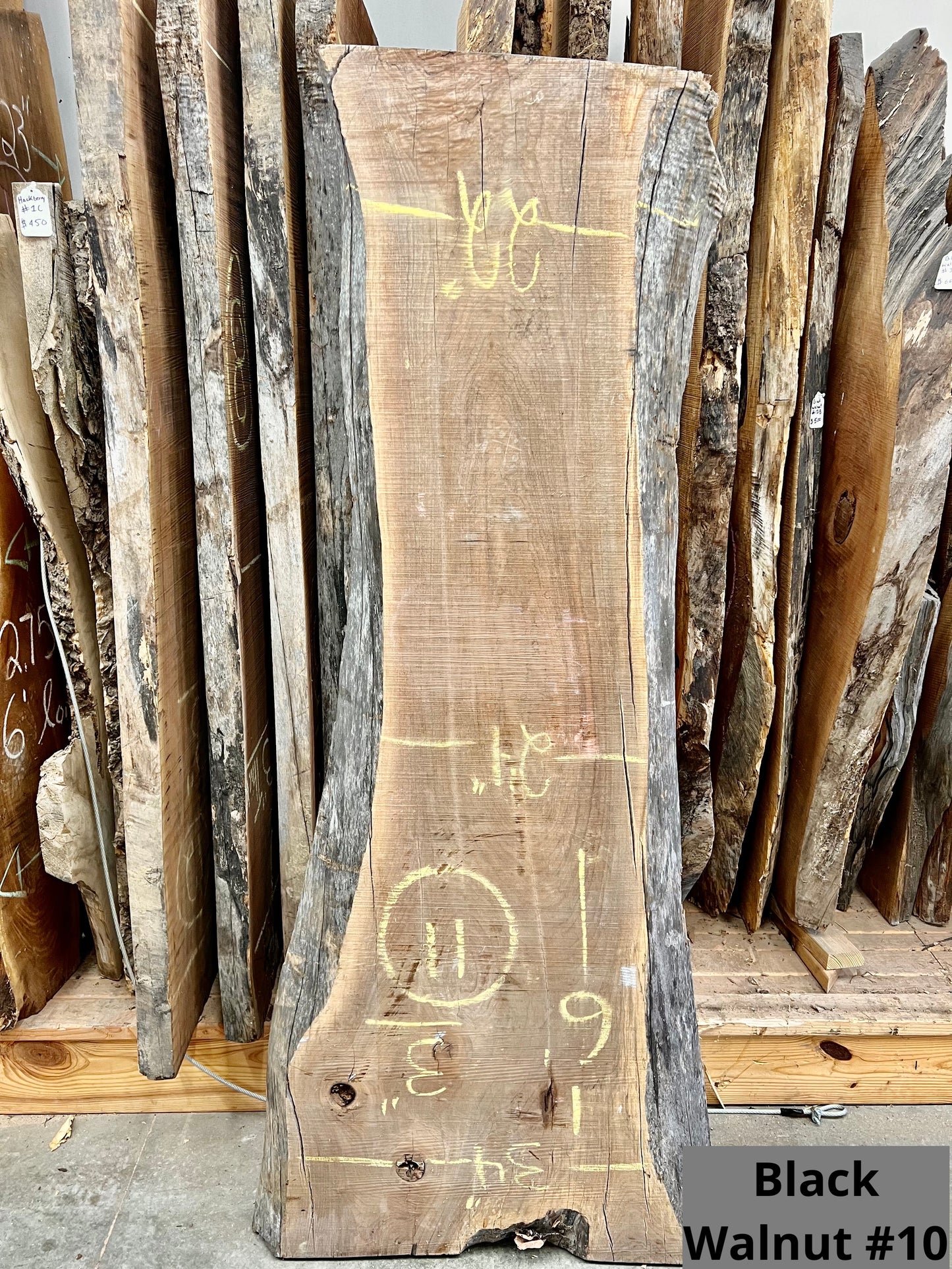 Black Walnut #10