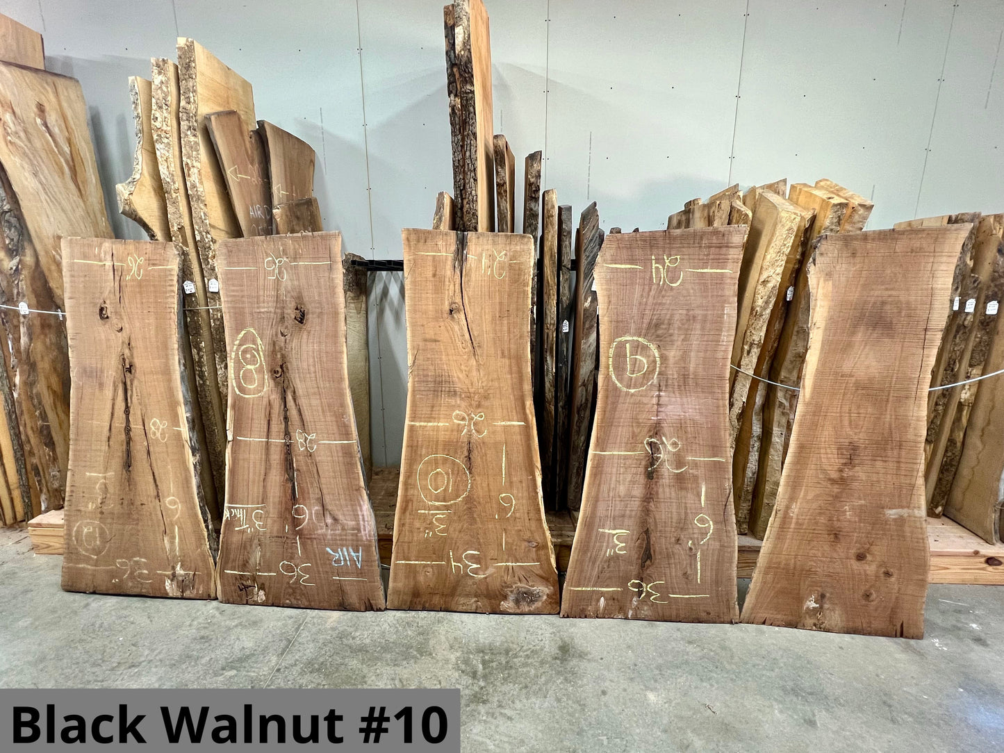 Black Walnut #10