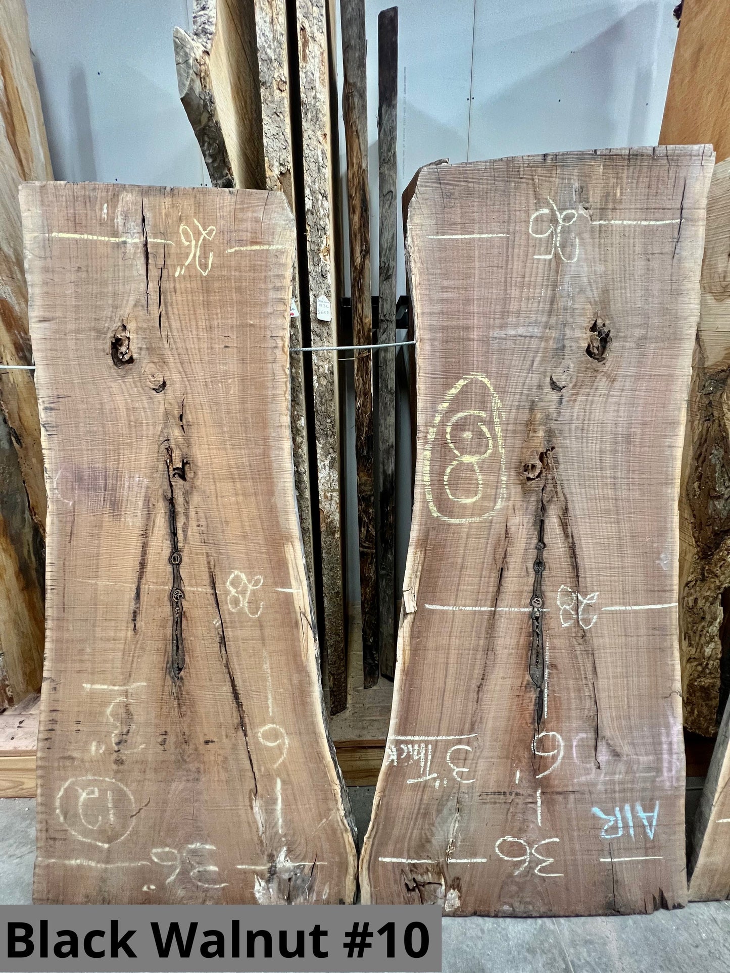 Black Walnut #10