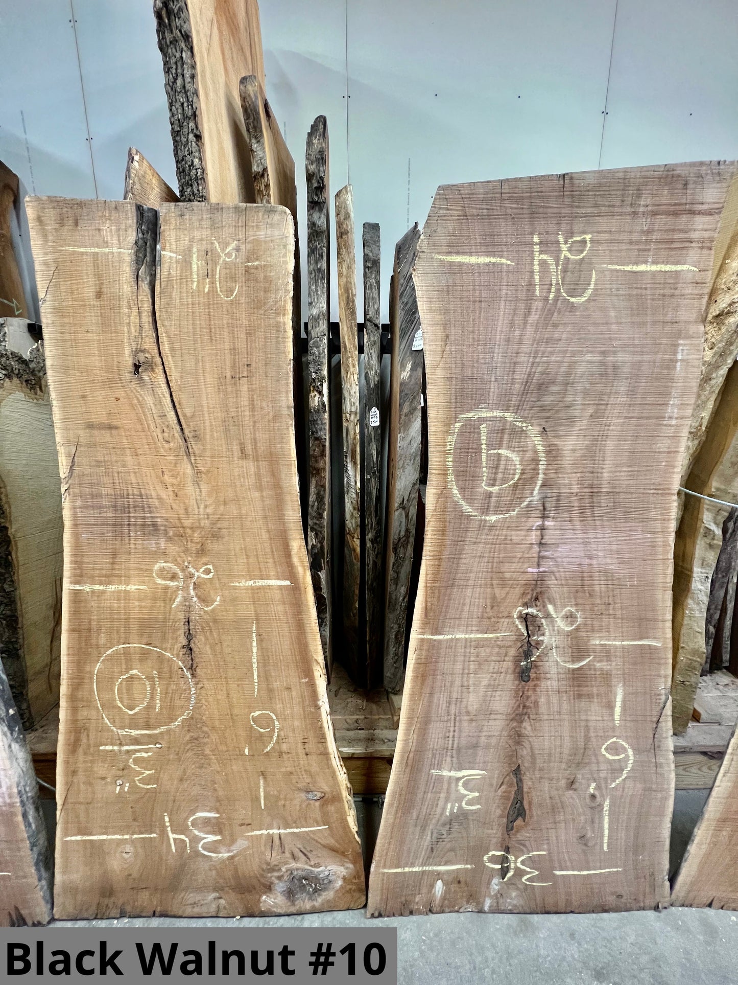 Black Walnut #10