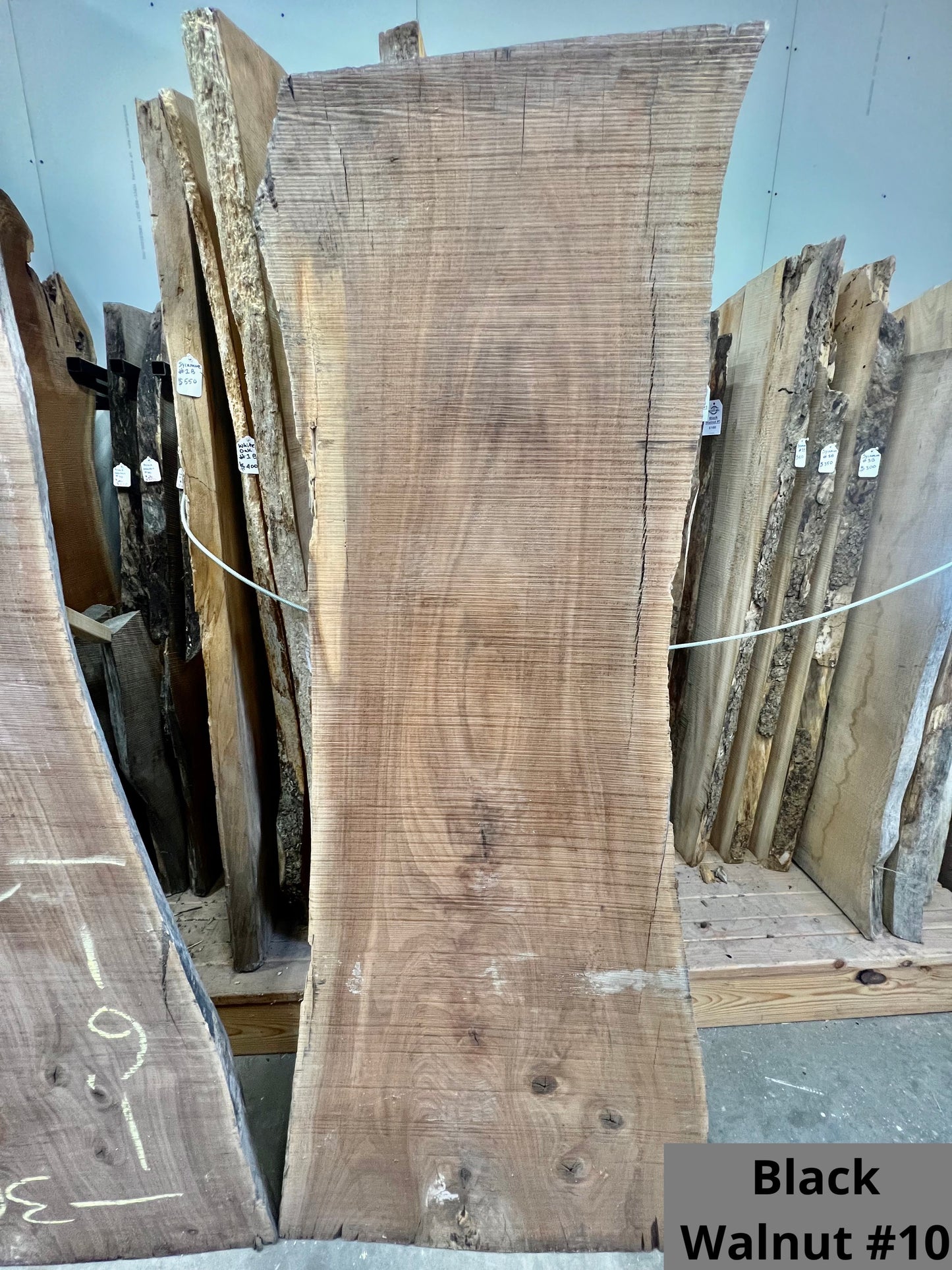 Black Walnut #10