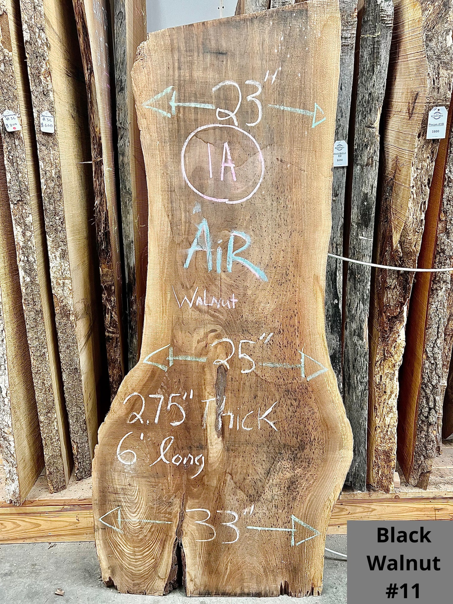 Black Walnut #11