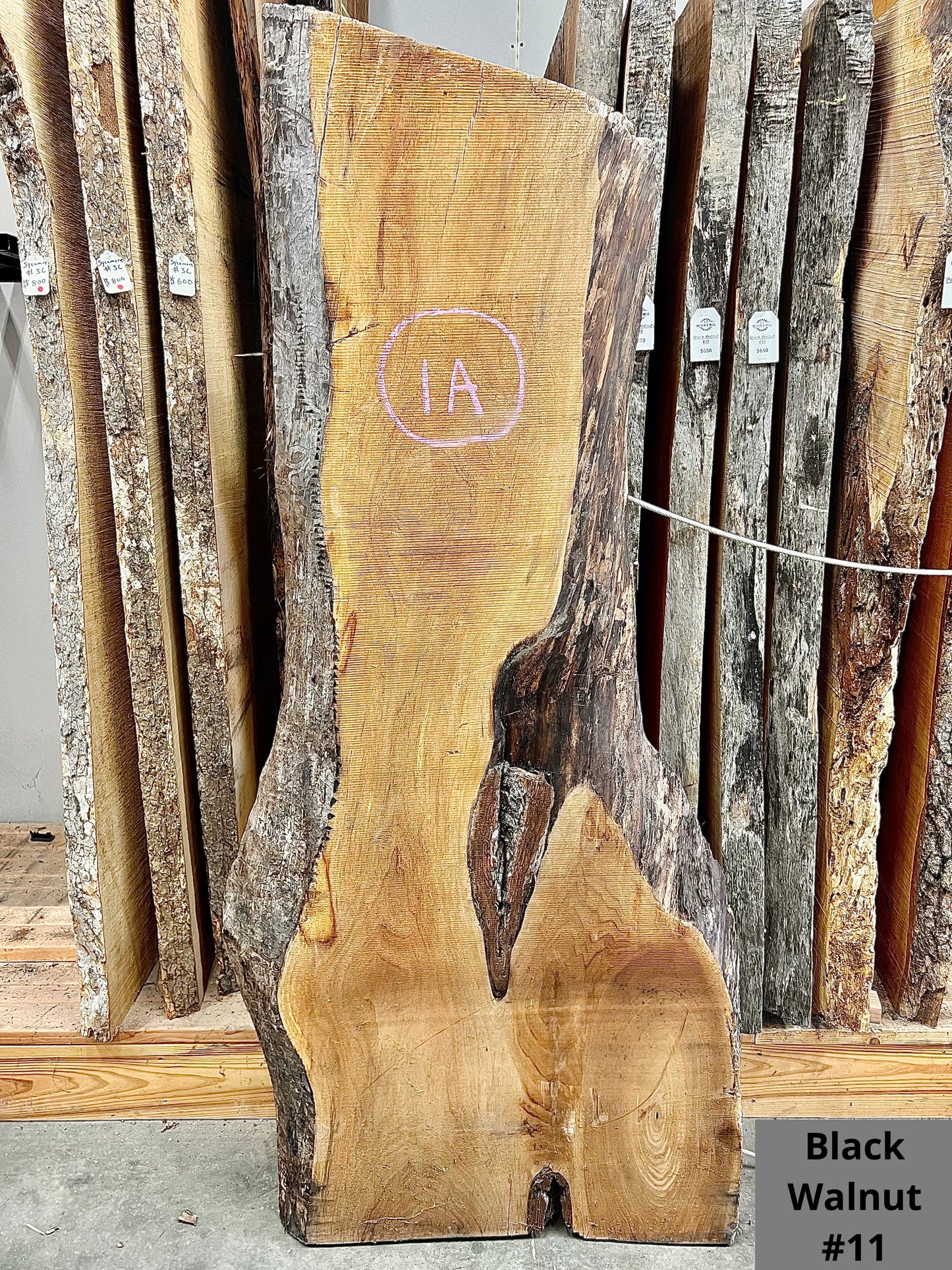 Black Walnut #11