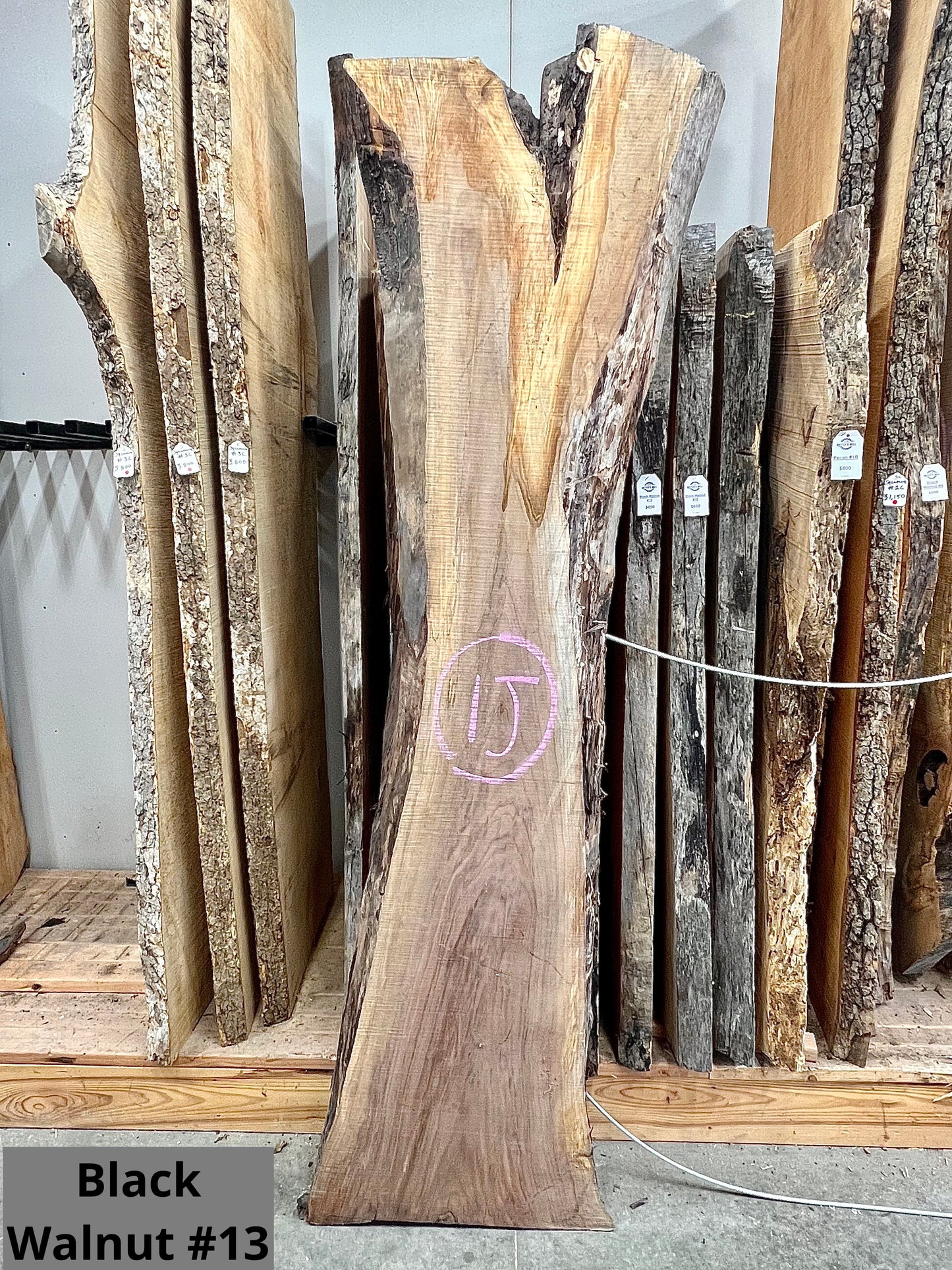 Black Walnut #13