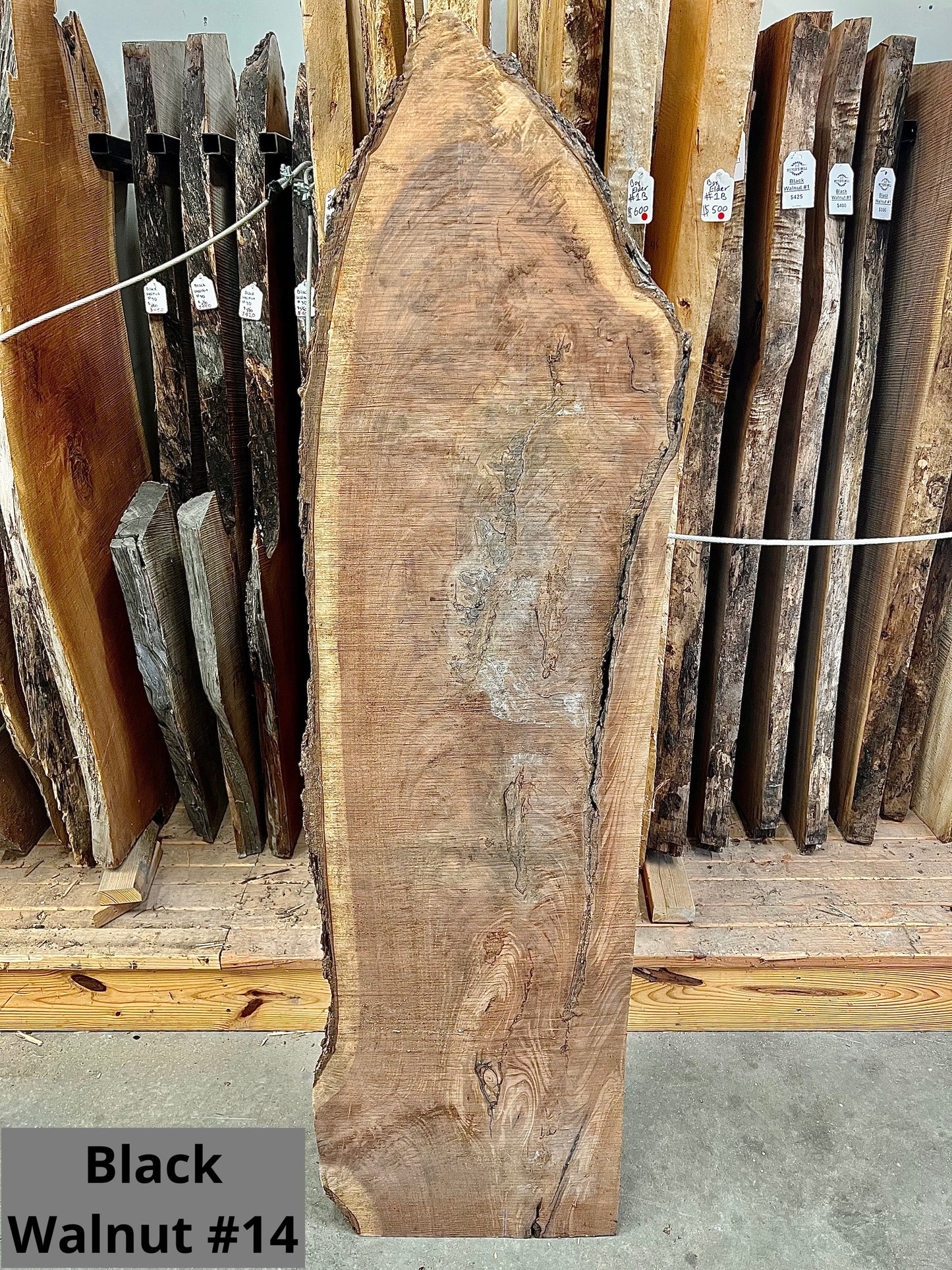 Black Walnut #14