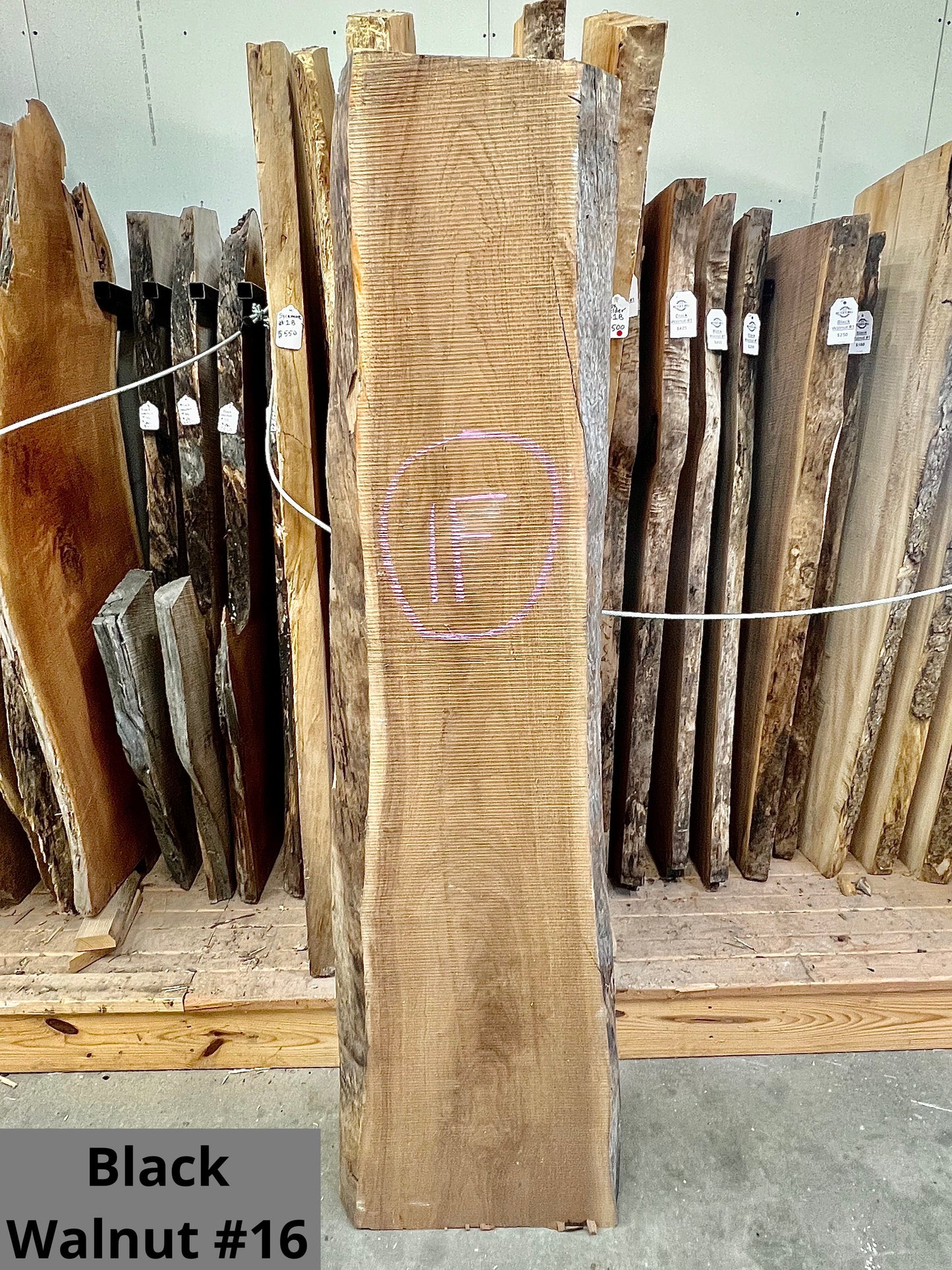 Black Walnut #16
