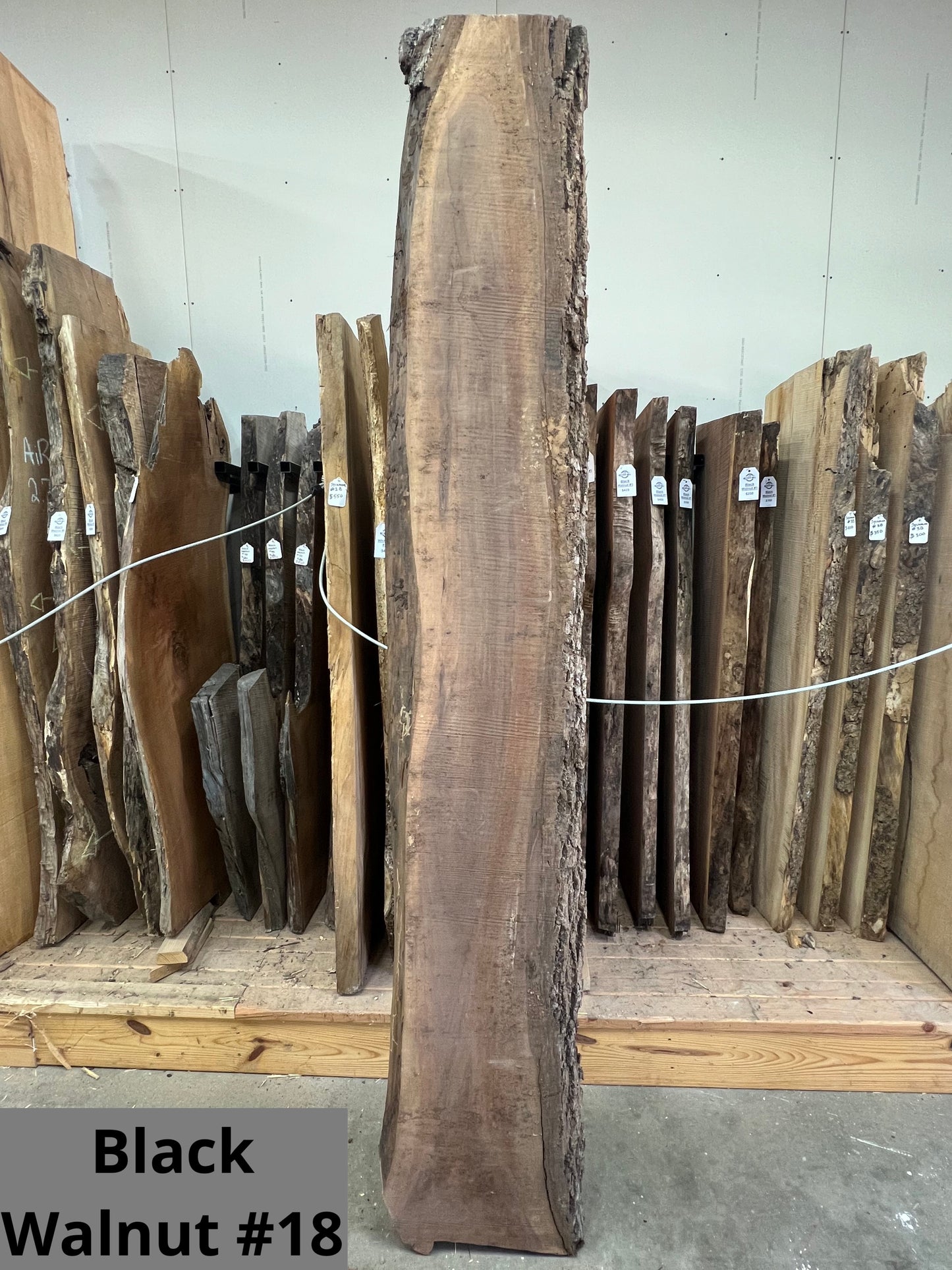 Black Walnut #18