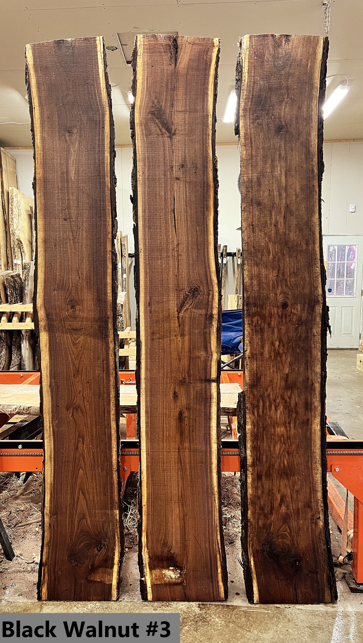 Black Walnut #3
