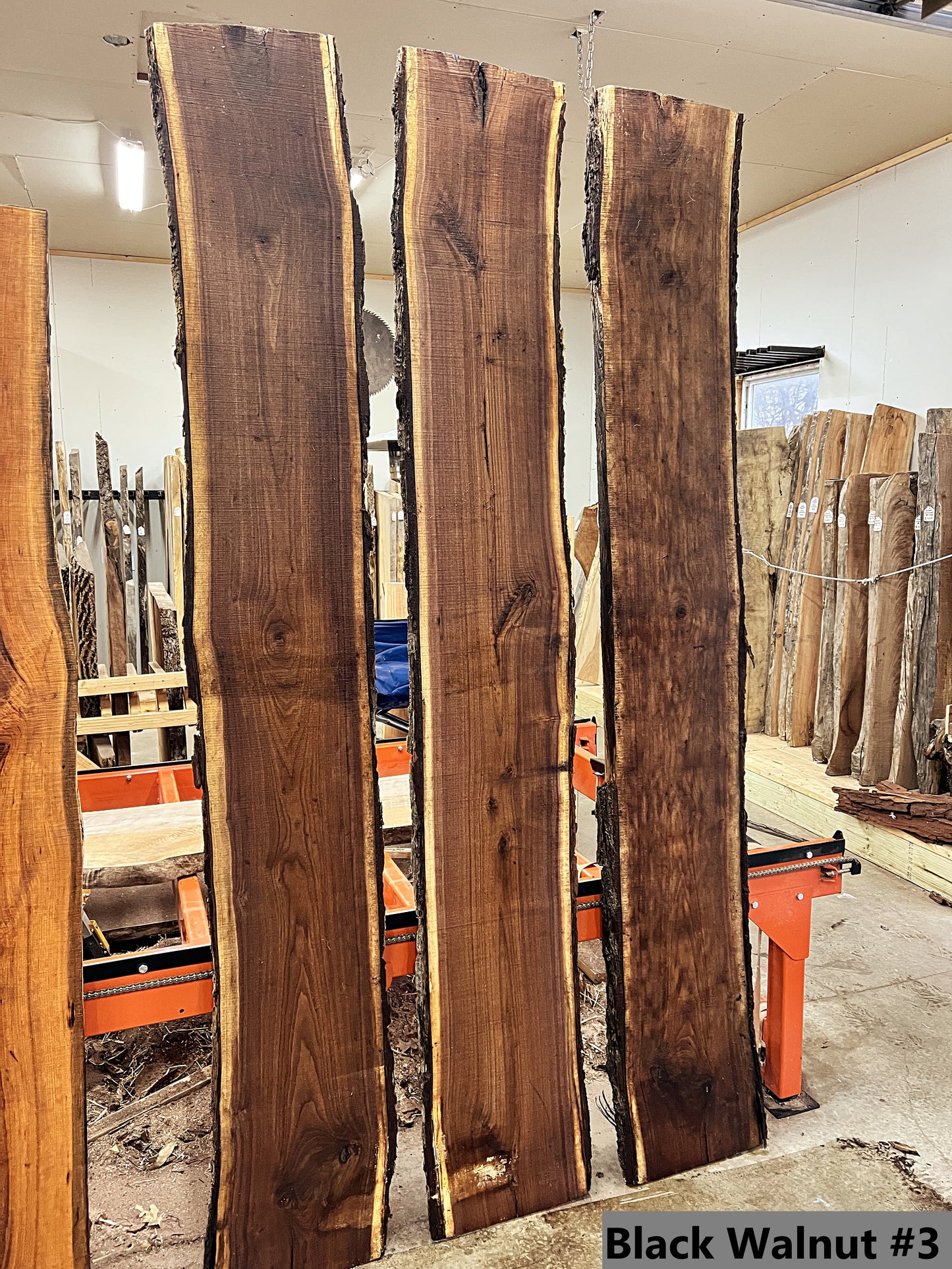 Black Walnut #3