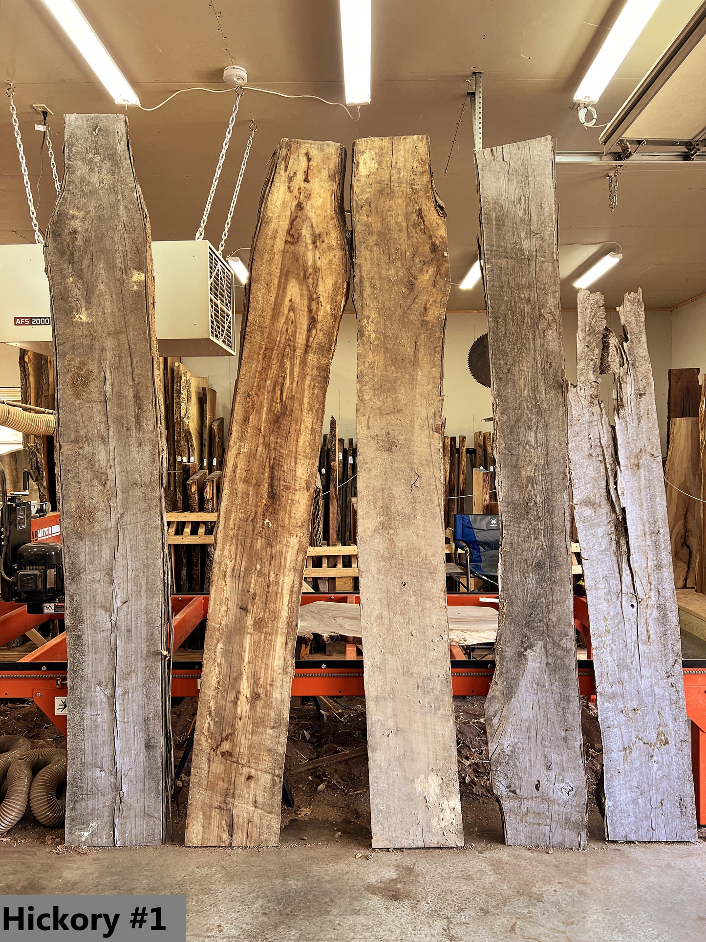 Hickory #1