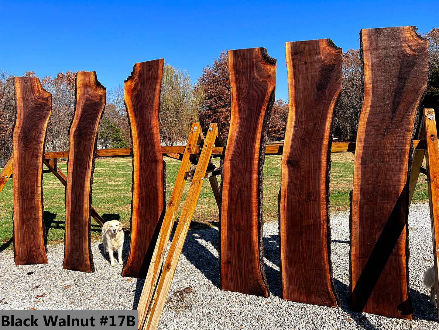 Black Walnut #17B