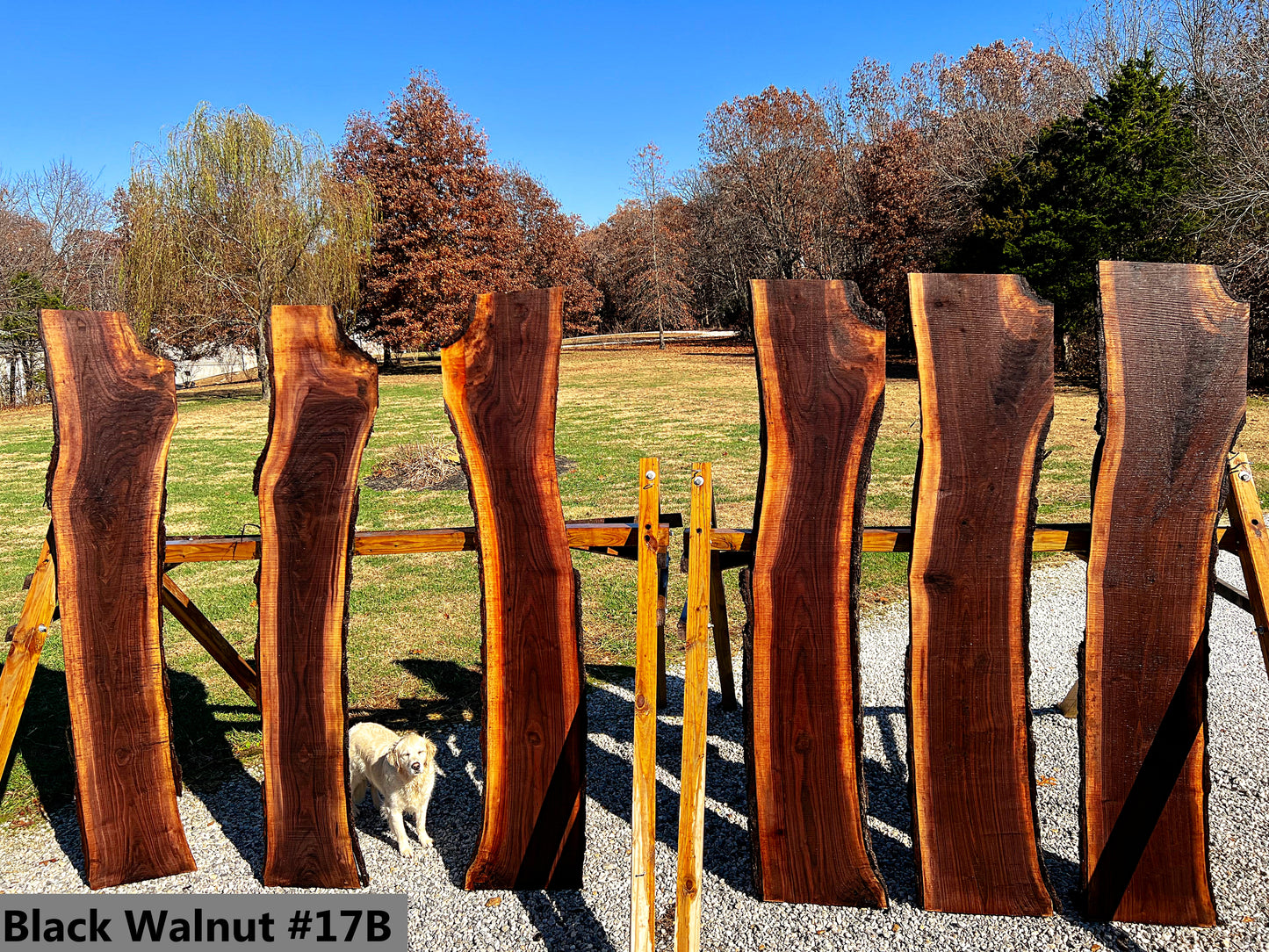 Black Walnut #17B