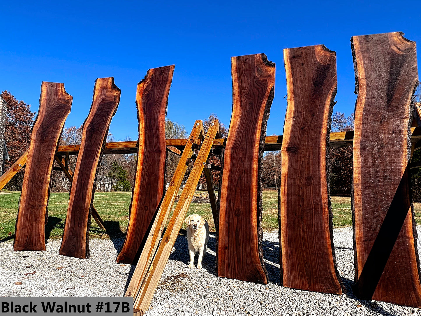 Black Walnut #17B