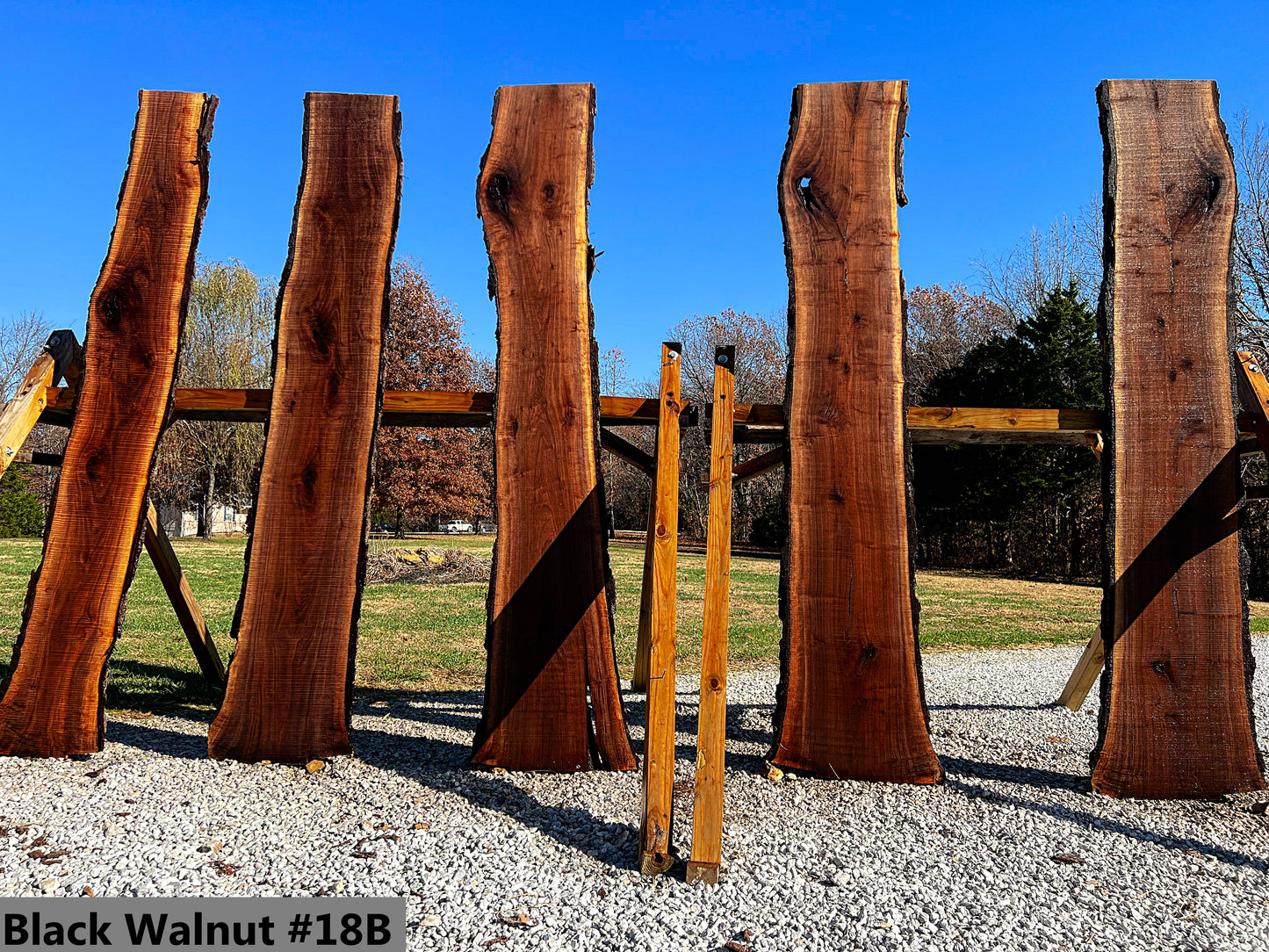 Black Walnut #18B