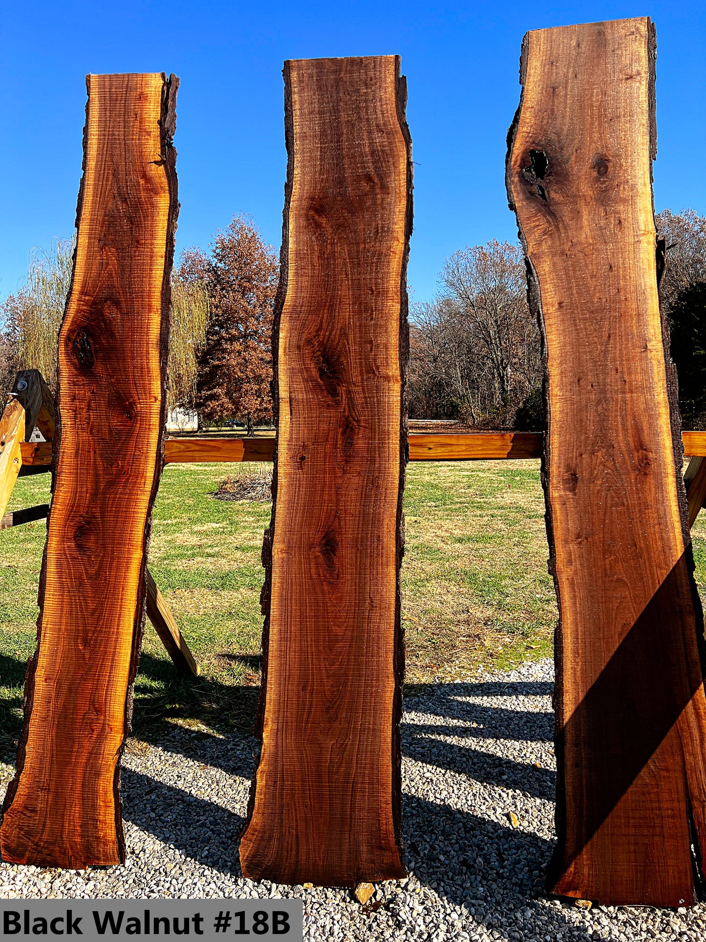 Black Walnut #18B