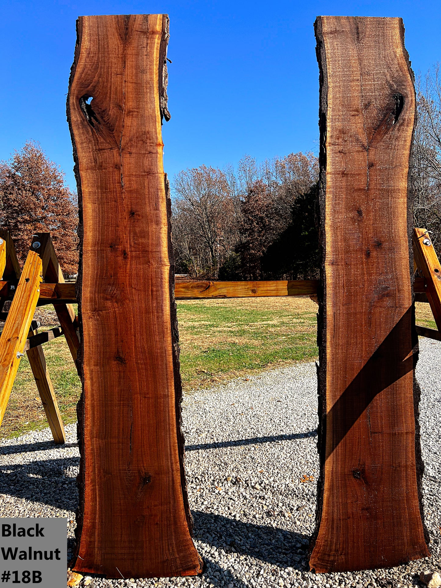 Black Walnut #18B