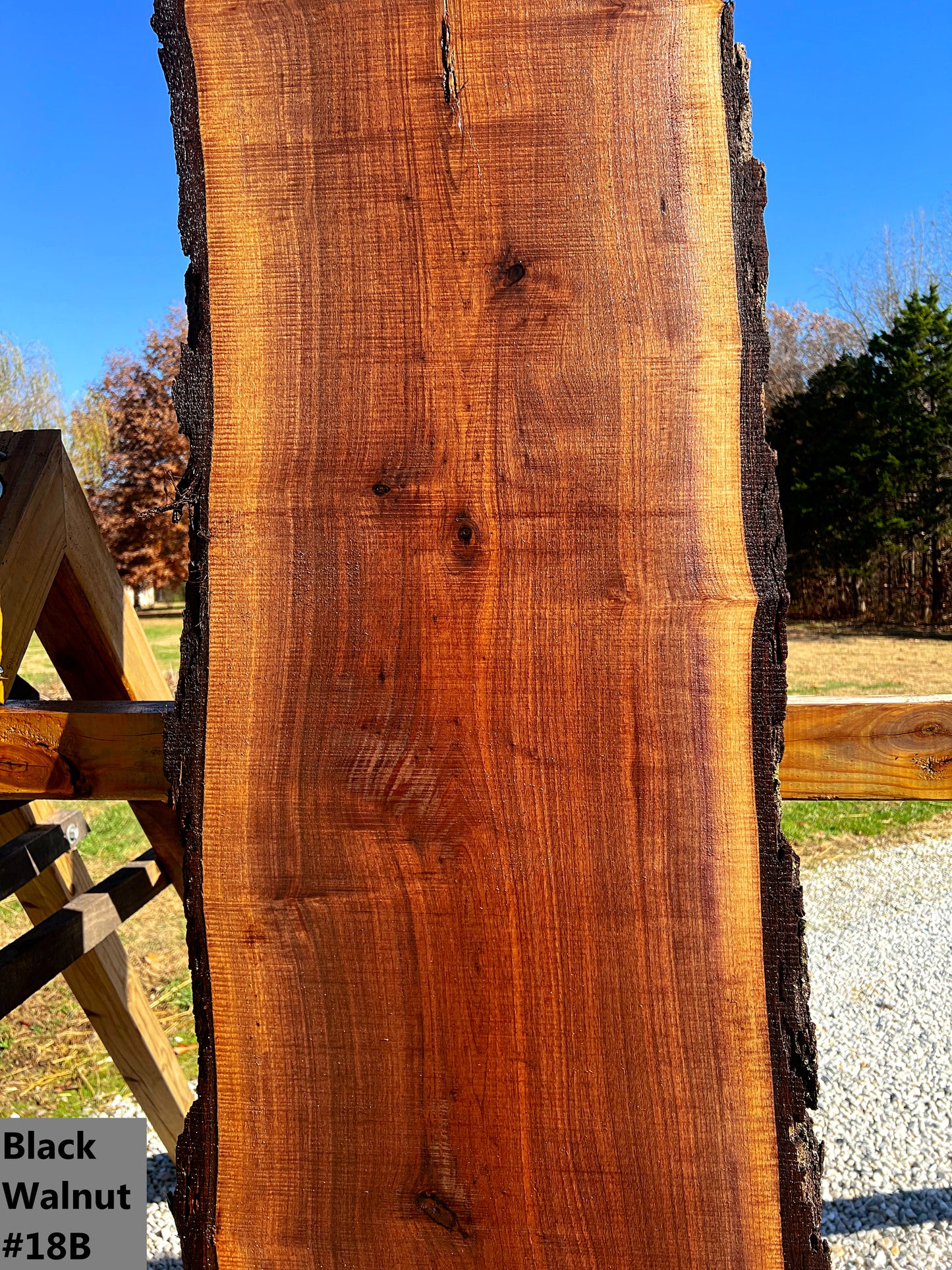 Black Walnut #18B
