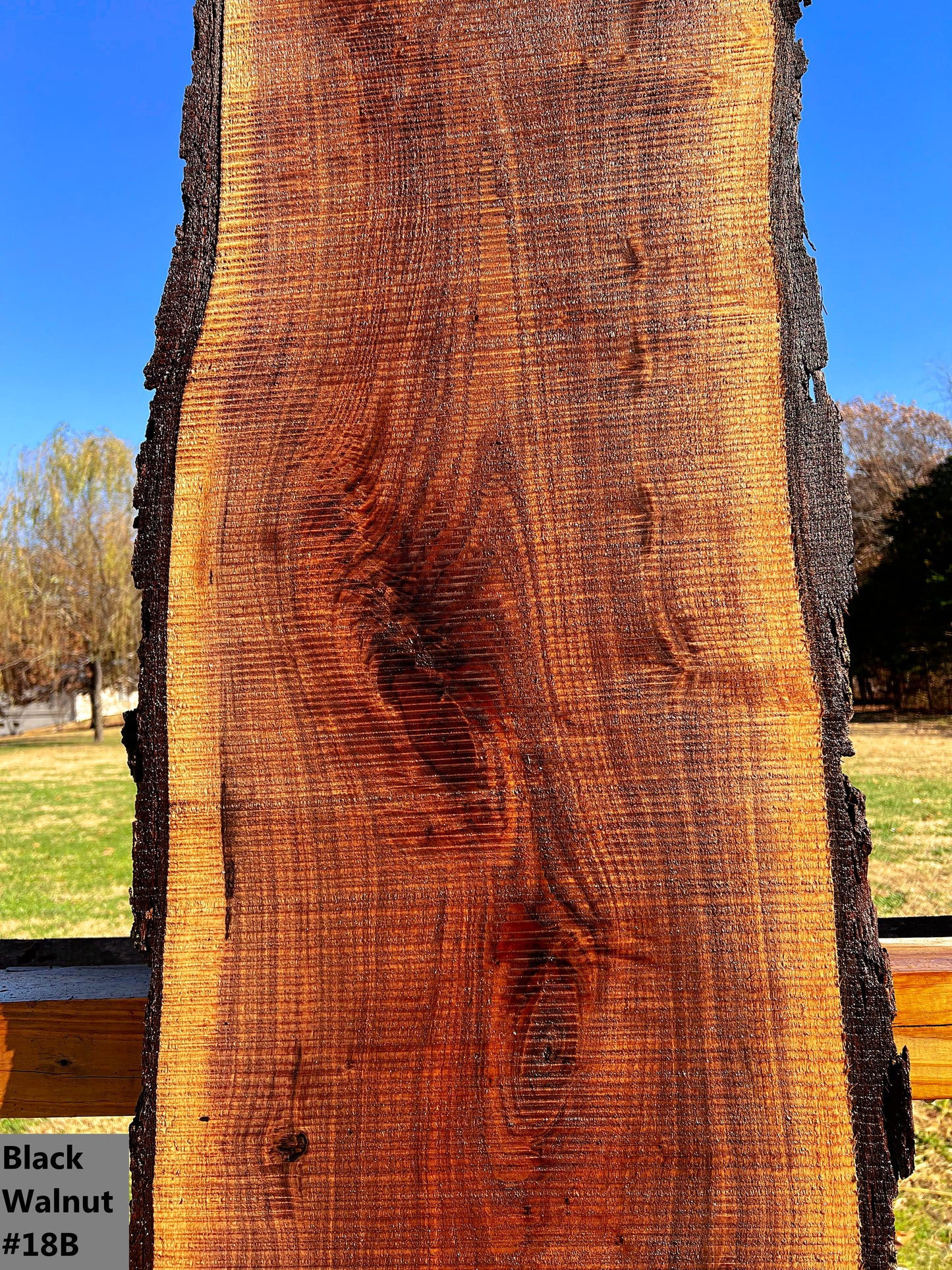 Black Walnut #18B