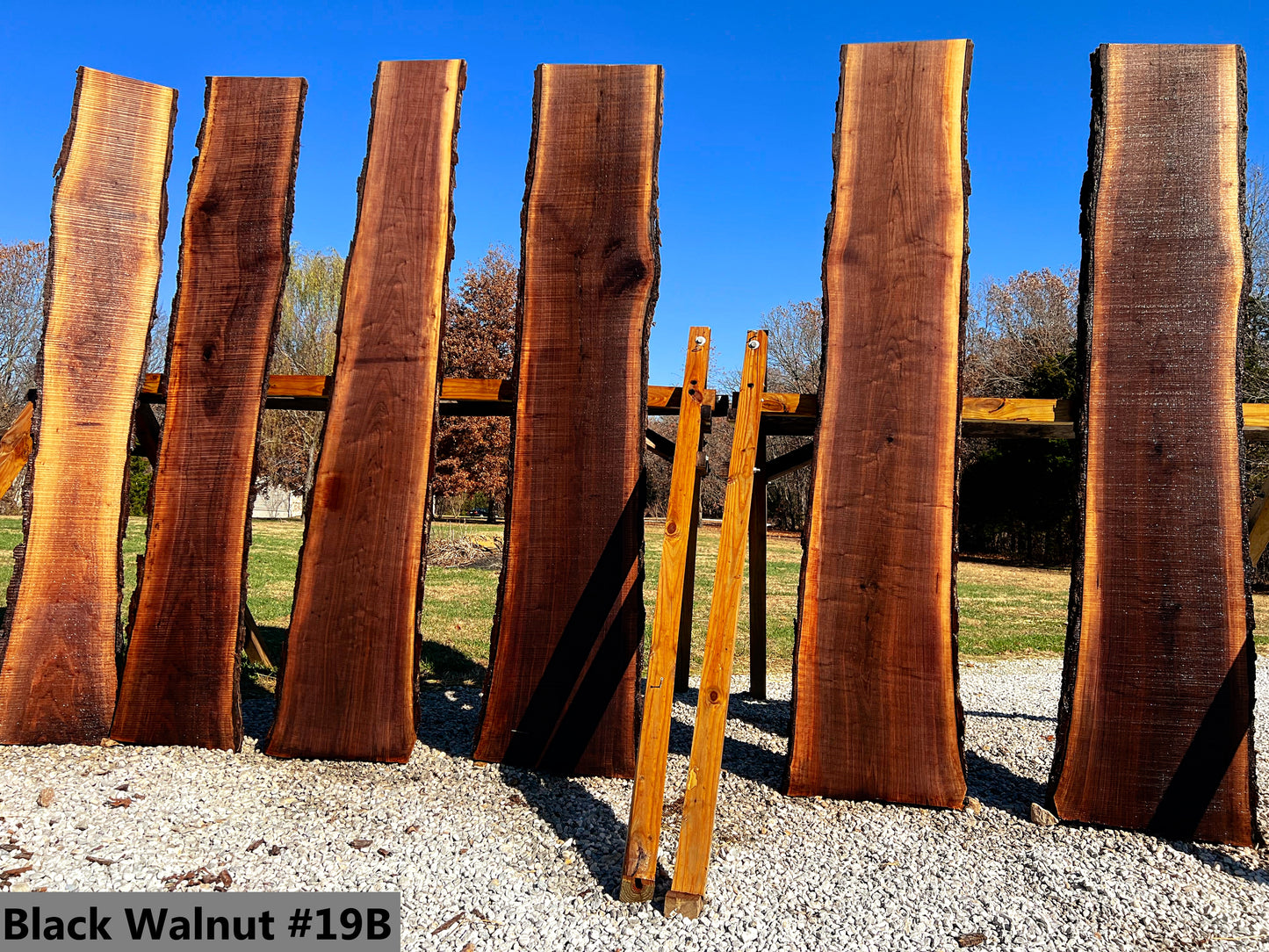 Black Walnut #19B