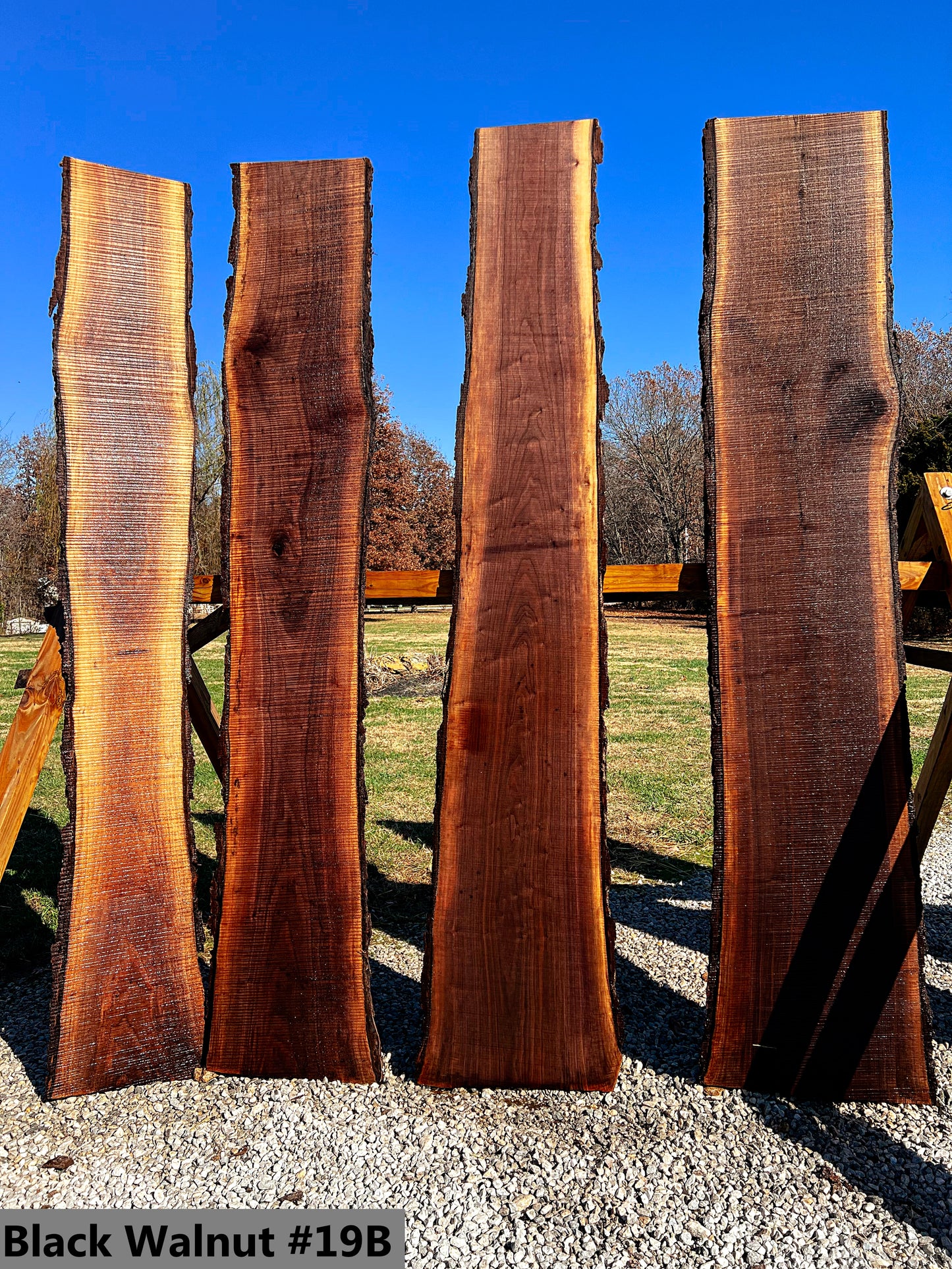 Black Walnut #19B