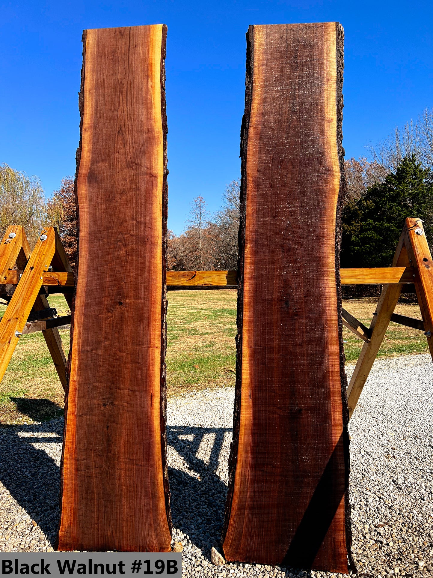 Black Walnut #19B