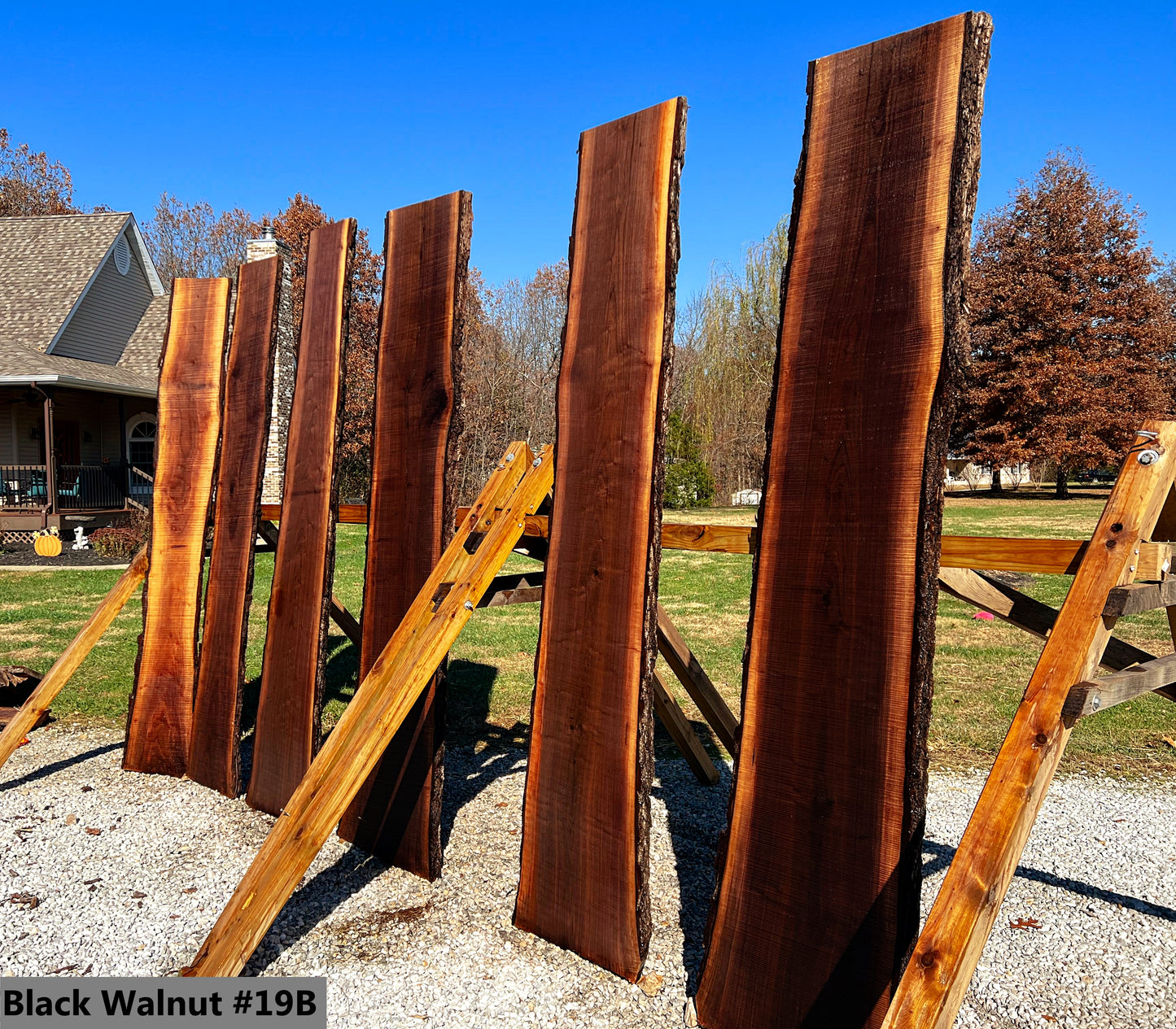 Black Walnut #19B
