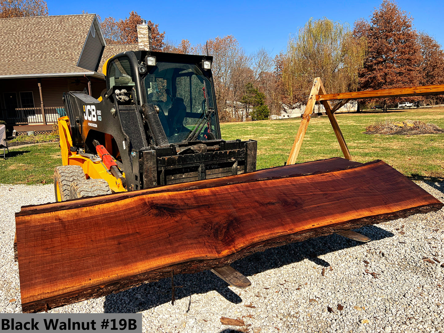 Black Walnut #19B