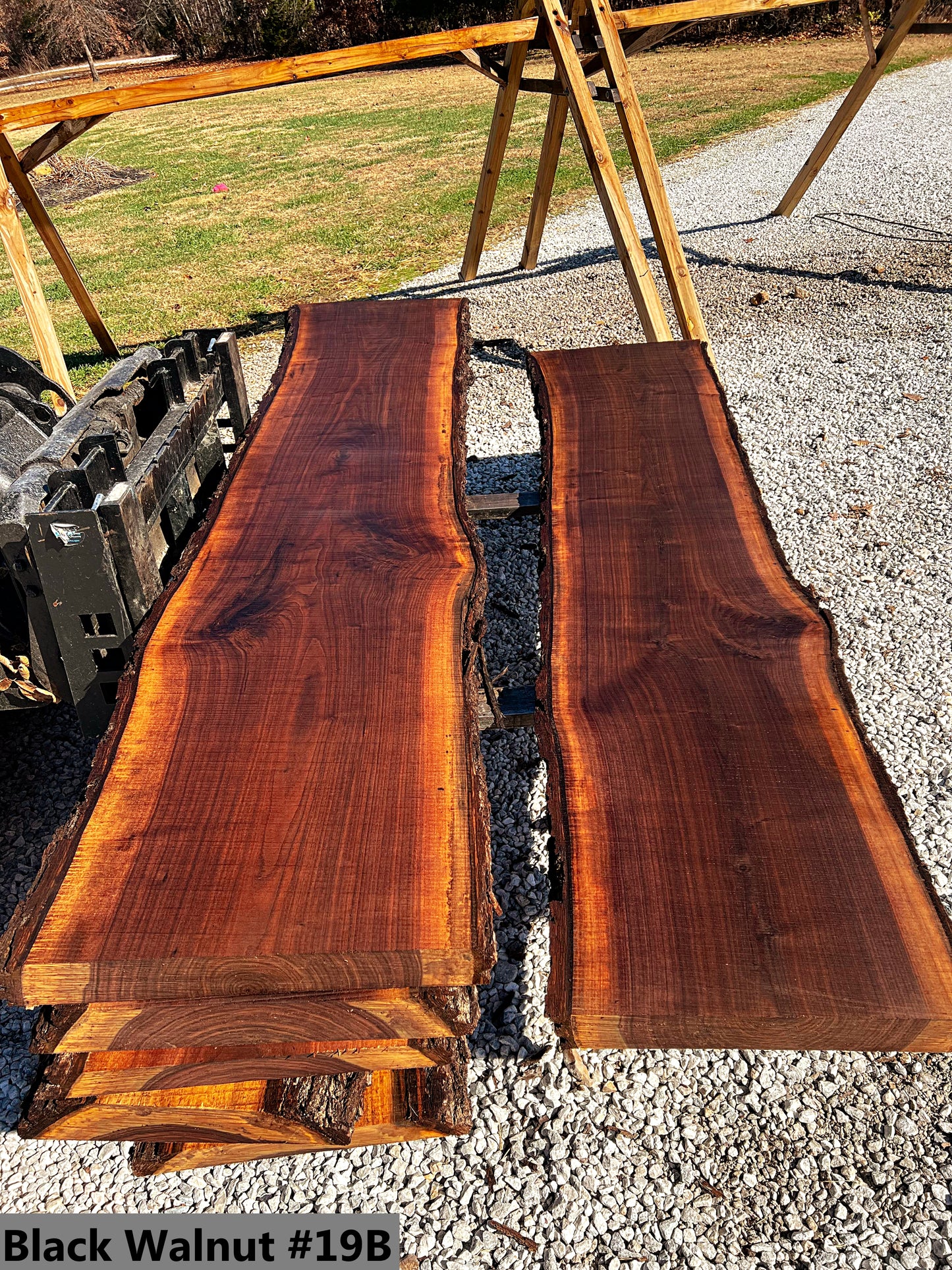 Black Walnut #19B