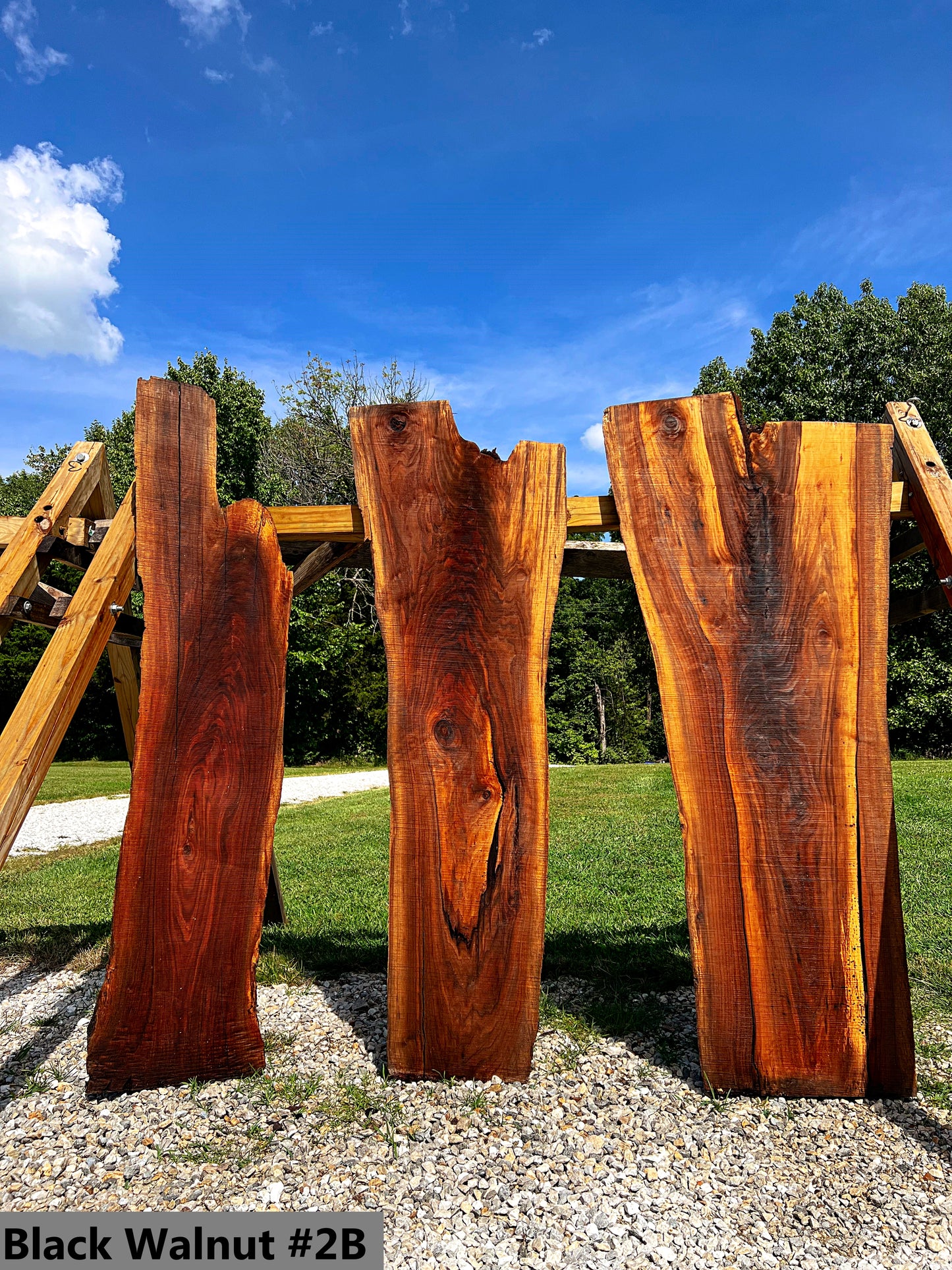 Black Walnut #2B