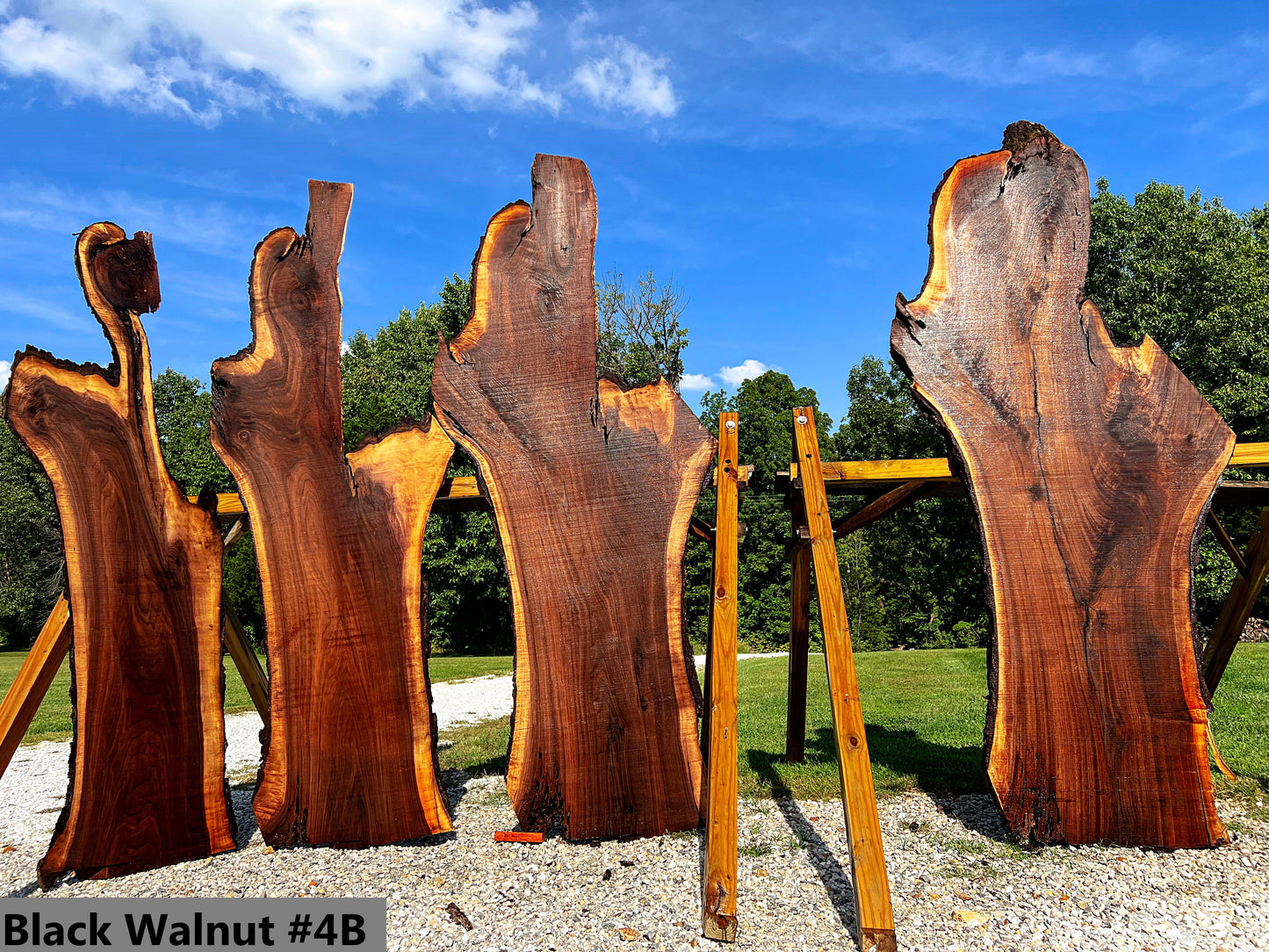 Black Walnut #4B