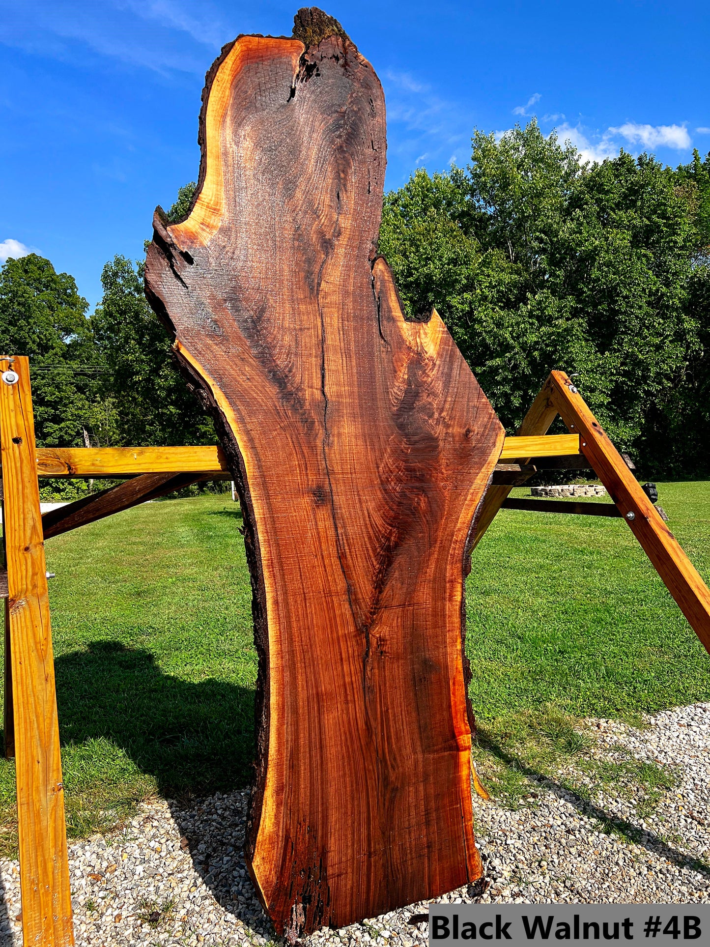 Black Walnut #4B
