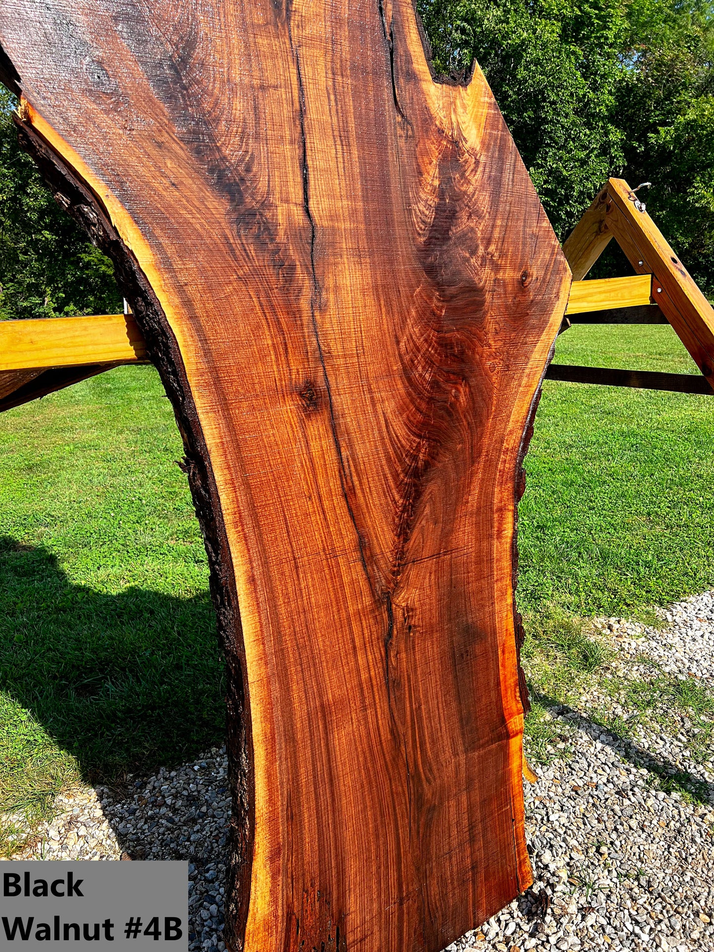 Black Walnut #4B