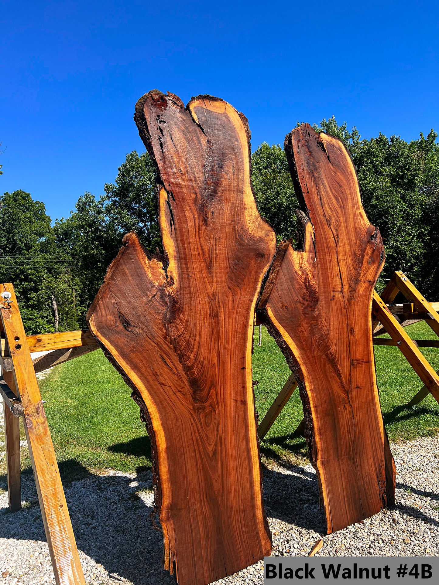 Black Walnut #4B