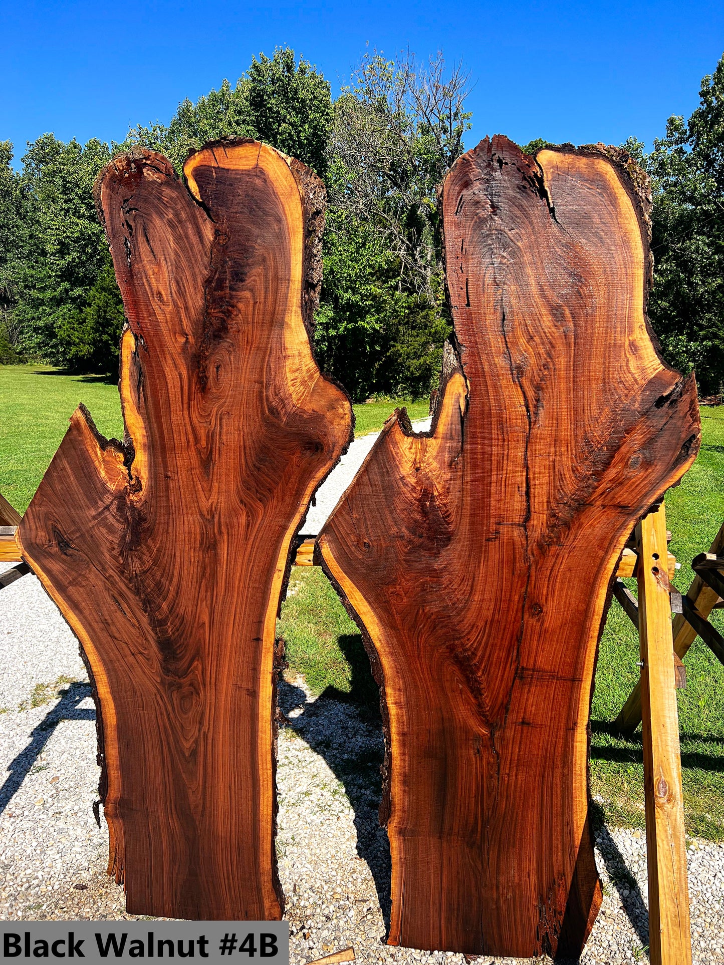 Black Walnut #4B