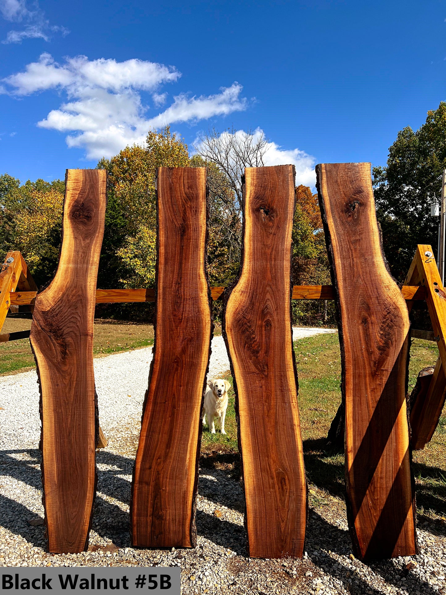 Black Walnut #5B